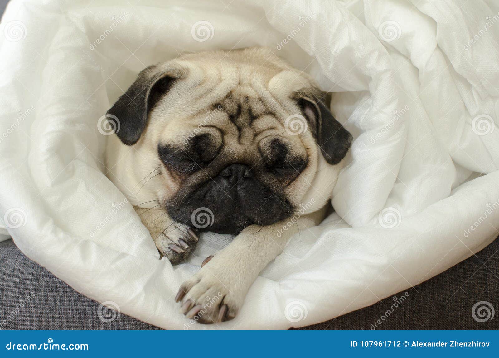 pug with blanket
