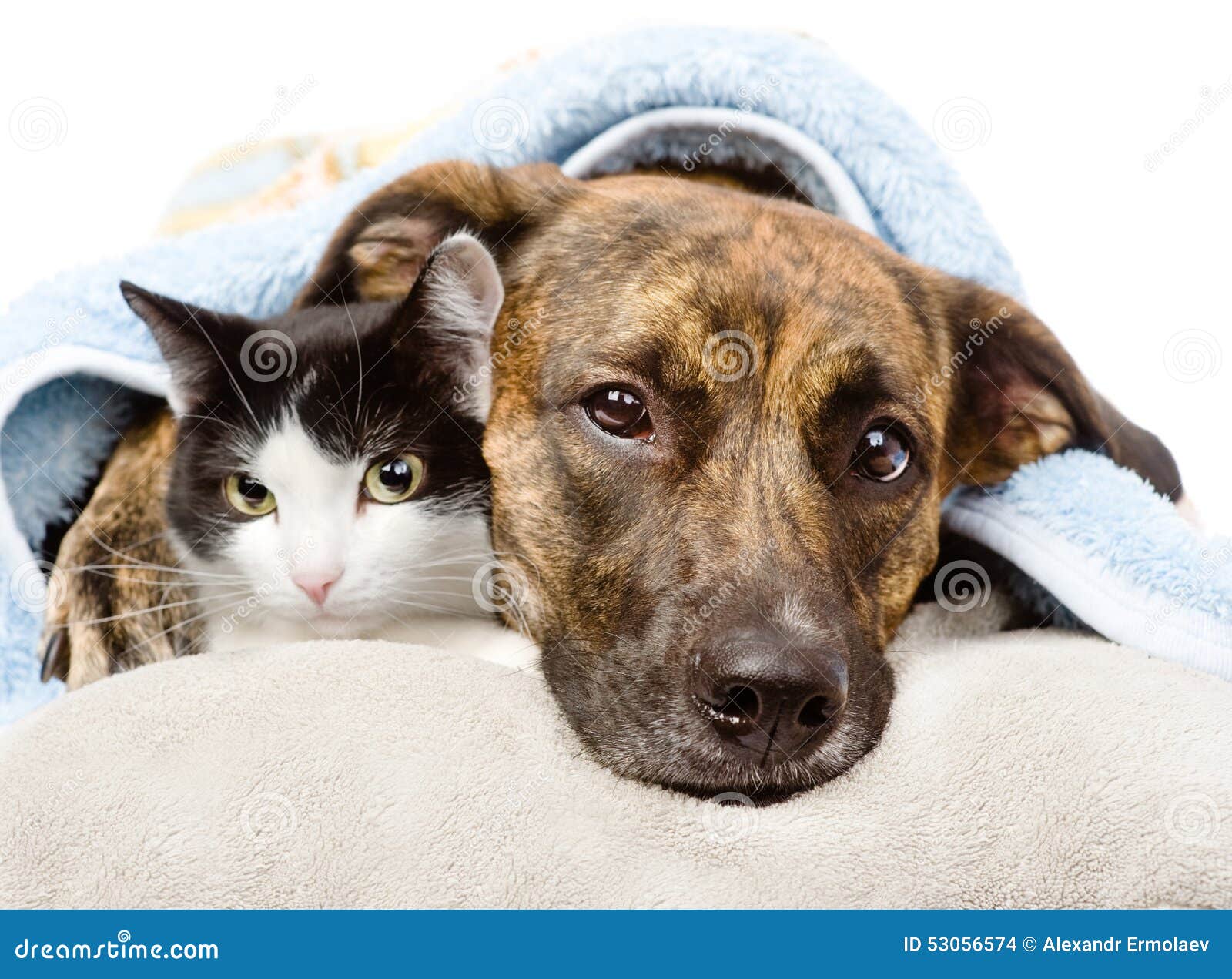 Sad Dog and Cat Lying on a Pillow Under a Blanket. Isolated Stock Photo
