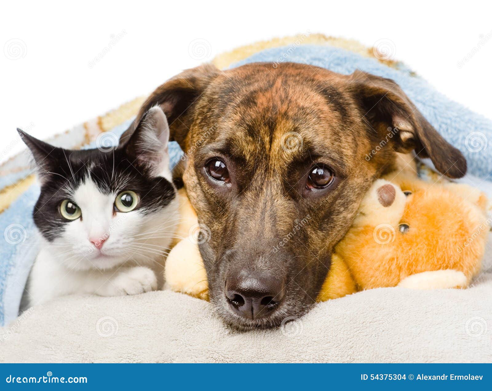 Sad Dog and Cat Lying on a Pillow Under a Blanket. Isolated Stock Photo