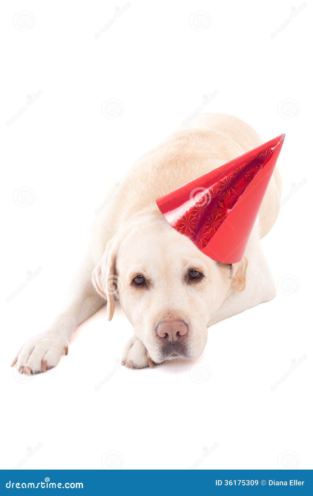 Sad Dog (golden Retriever) In Birthday Hat Isolated On White Stock Image - Image of holiday ...