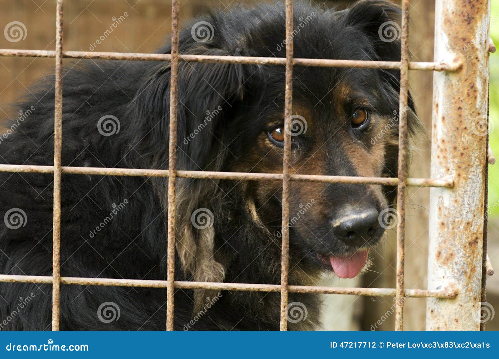 Iron kennels top