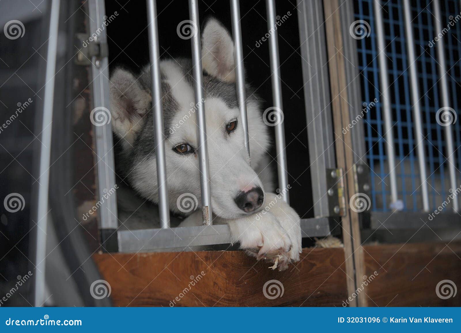 Sad dog in kennel stock photo. Image of adorable, breed 32031096