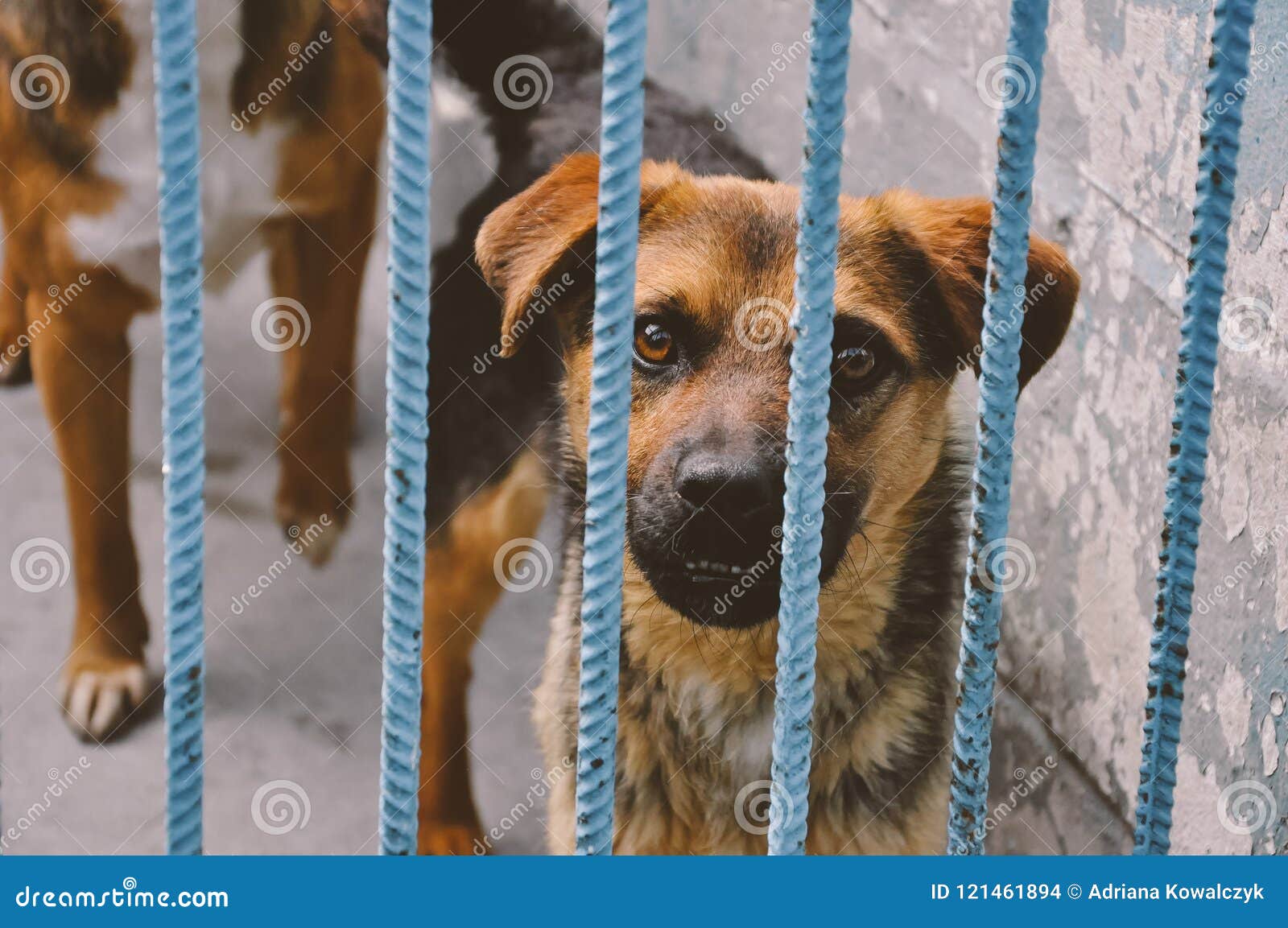 Sad Dog Puppy in Animal Shelter Stock Photo - Image of waiting, cage:  121461894