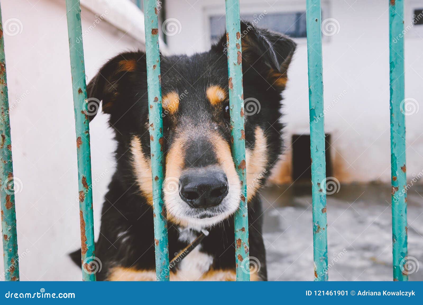 79,127 Sad Cute Animal Stock Photos - Free & Royalty-Free Stock Photos from  Dreamstime