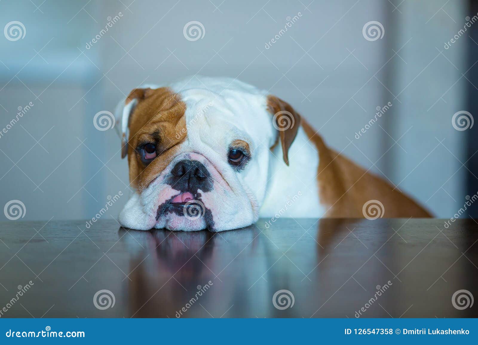 free english bulldog puppies to good home