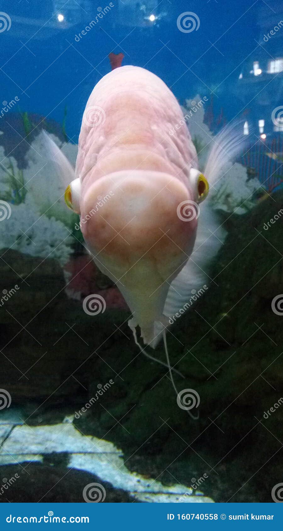 The sad fish stock photo. Image of aqua, fishing, aquarium 160740558