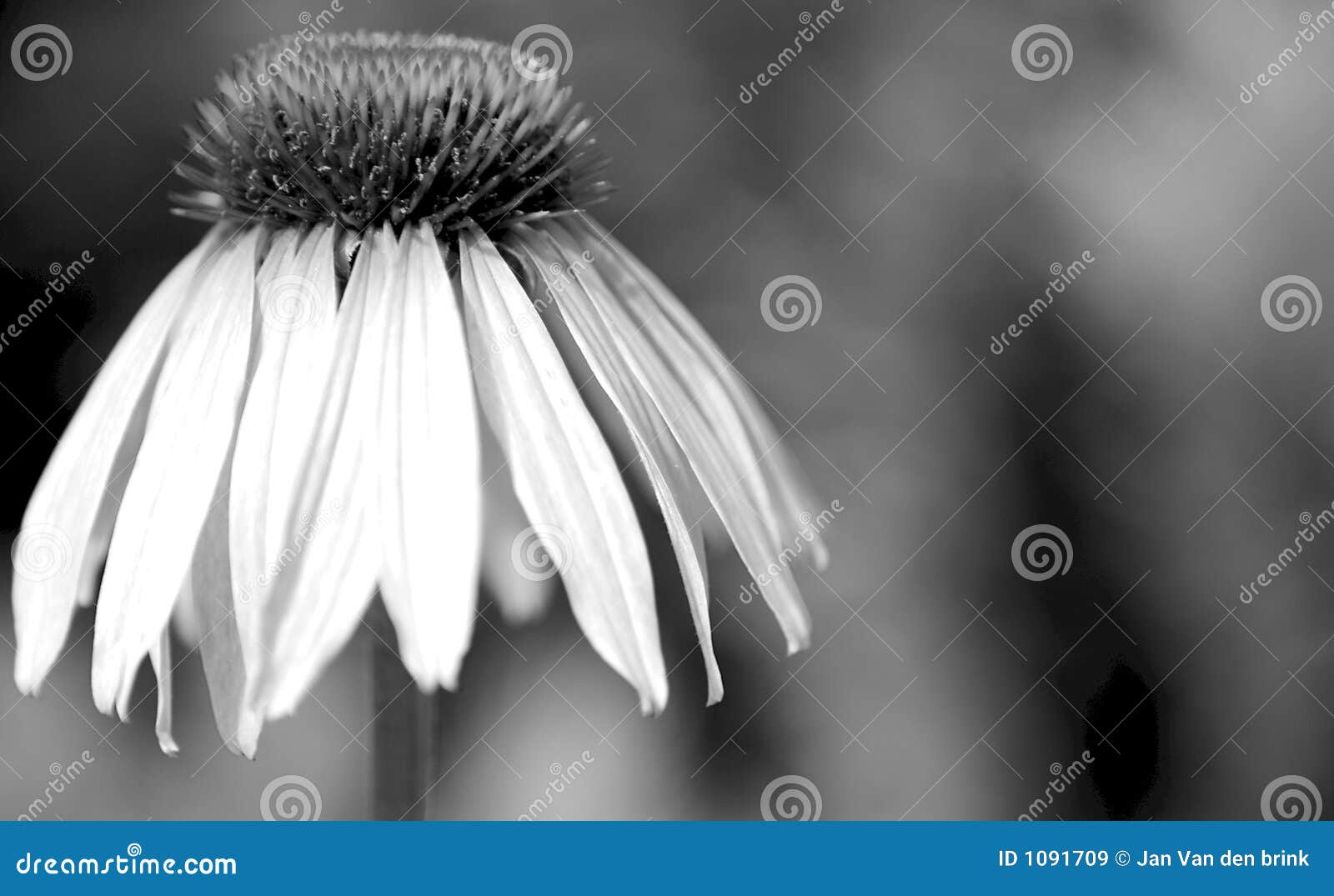 Sad Flower stock image. Image of bridal, dwon, closeup 1091709