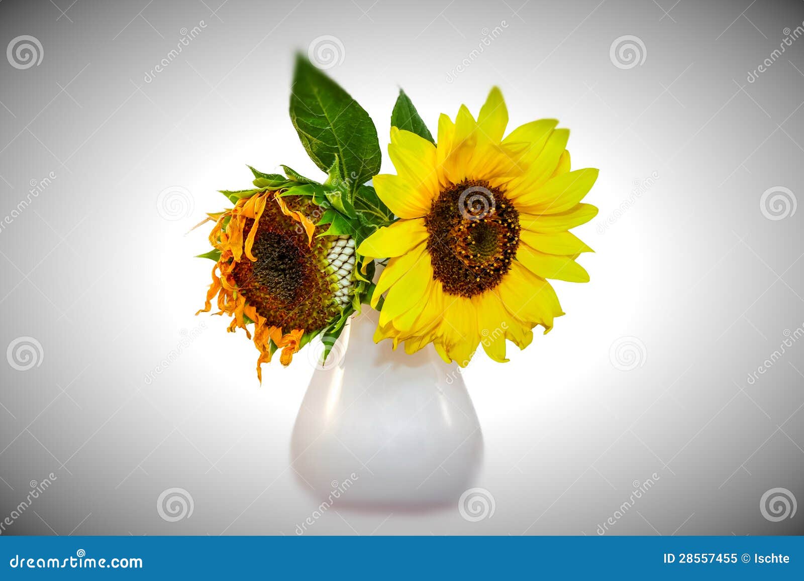 Sad flowers stock image. Image of orange, beauty, romance 28557455