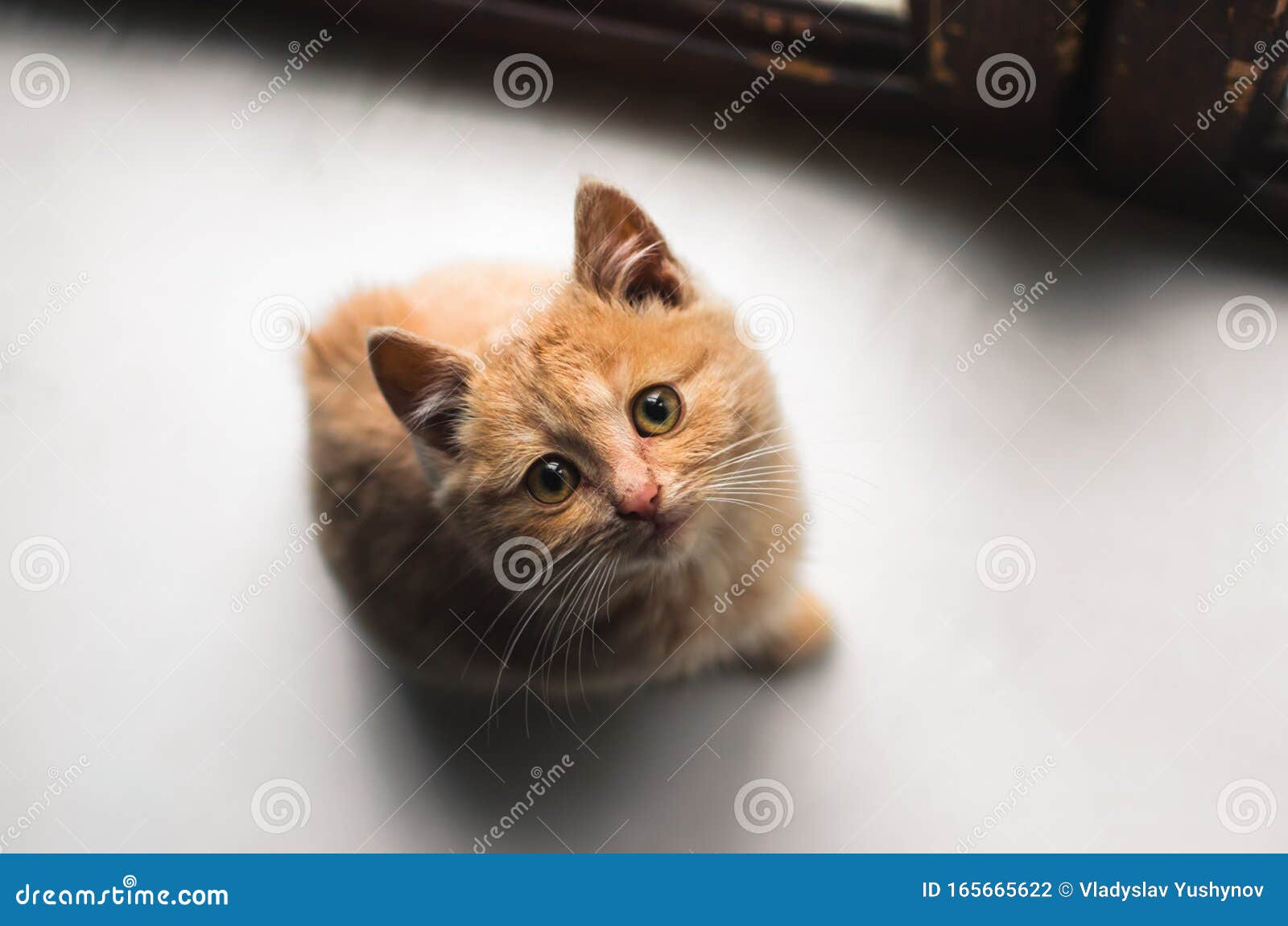 Schandalig ik ben gelukkig Wonen Sad Ginger Fluffy Stray Kitten Zit Op Een Wit Raam En Kijkt Op Stock Foto -  Image of vuil, gezicht: 165665622