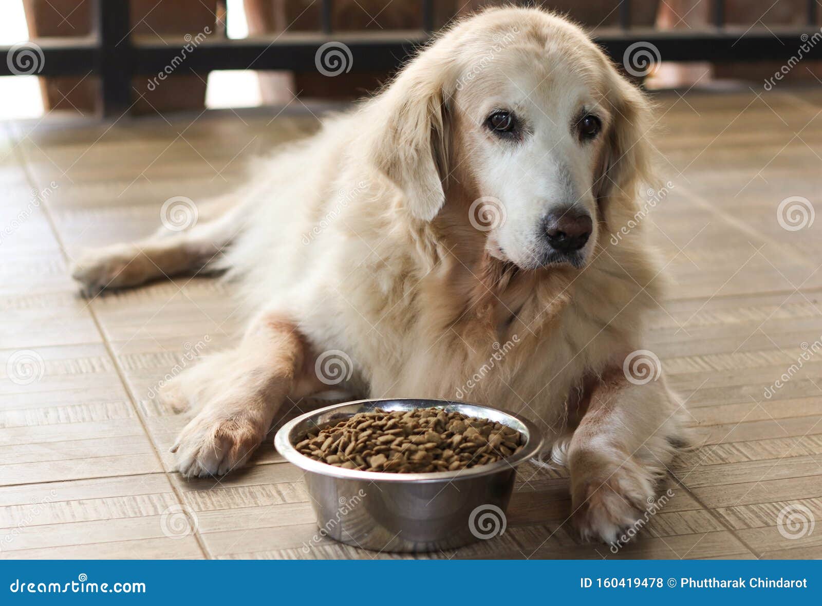 do puppies get bored of their food