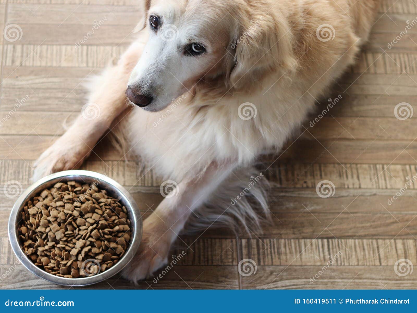 do puppies get bored of their food