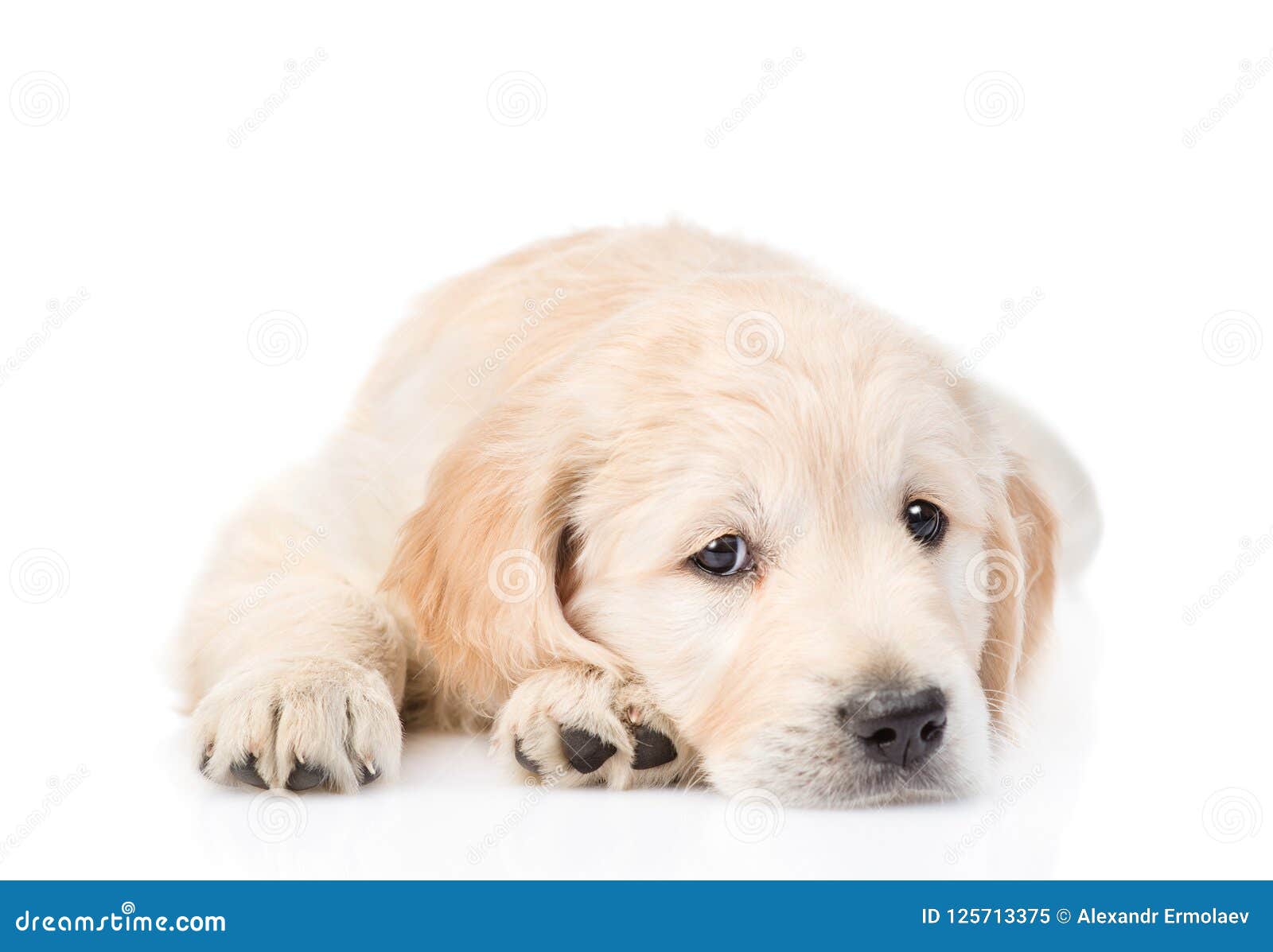 Sad Golden Retriever Puppy Lying In Front View. Isolated On White Stock Image - Image of ...