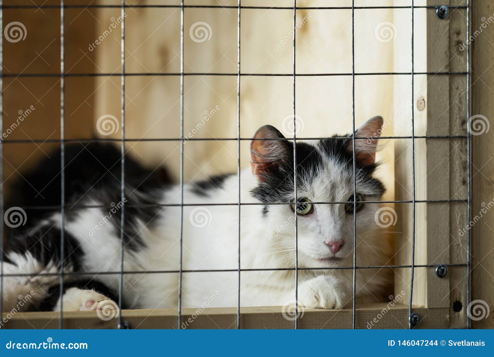 Sad Homeless Alone Cat  Looking Looking With Hope From 