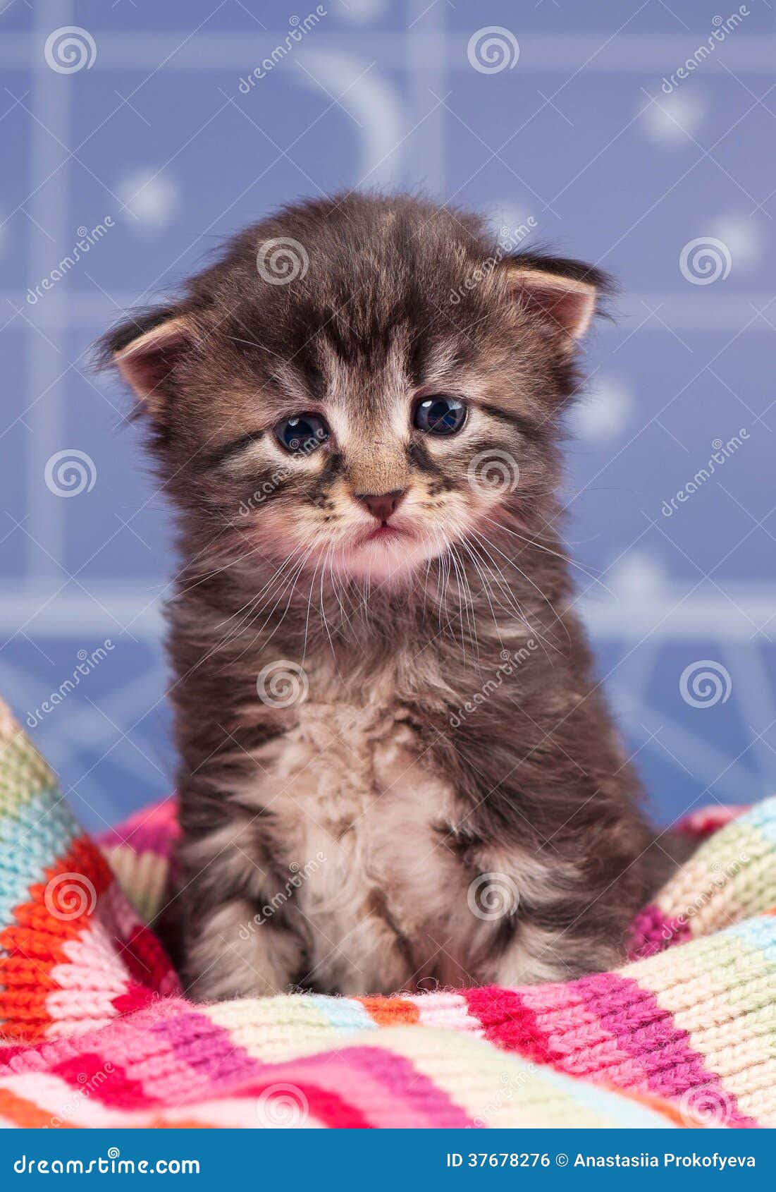 sad kitten clipart