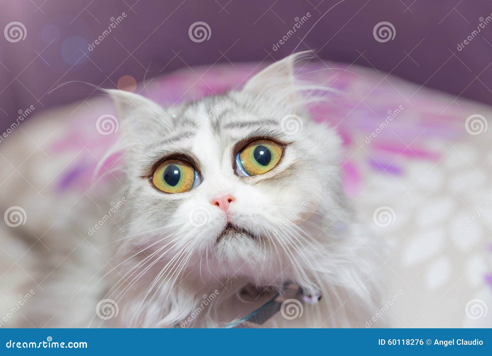 4+ Thousand Cat Meme Royalty-Free Images, Stock Photos & Pictures