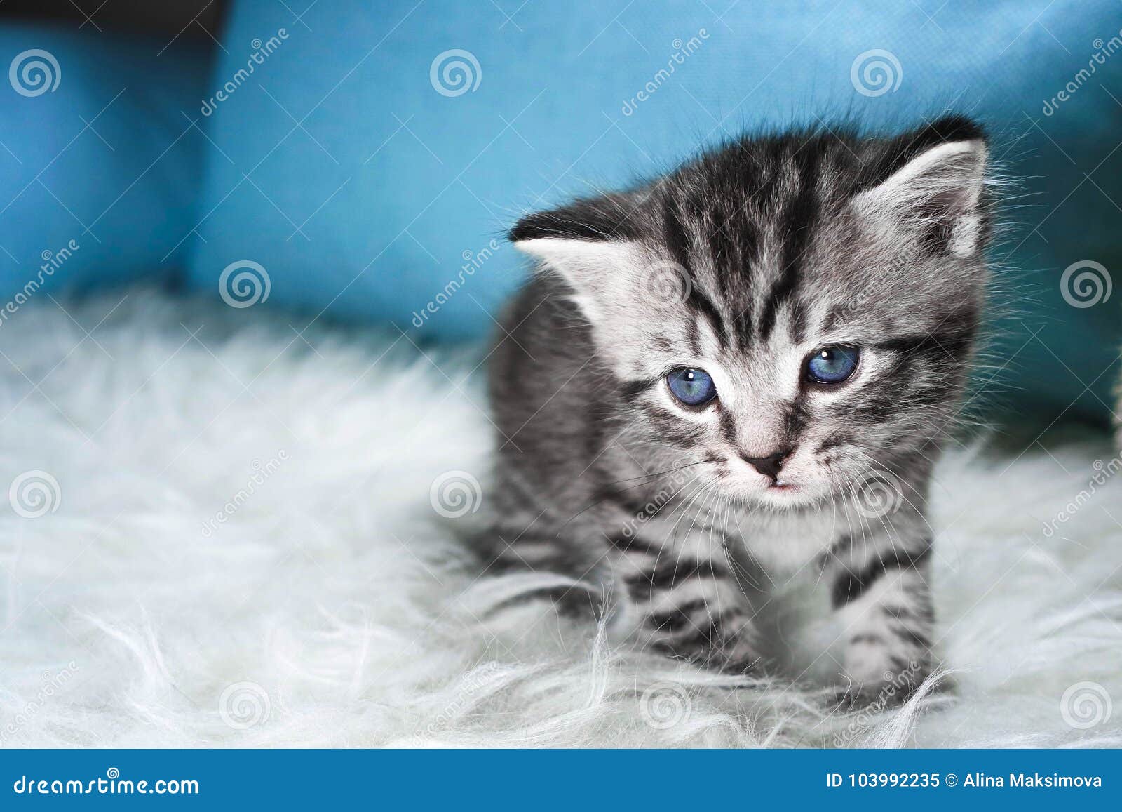 Sad Kitten. Kitten Is Tired And Sick Stock Image Image of breed