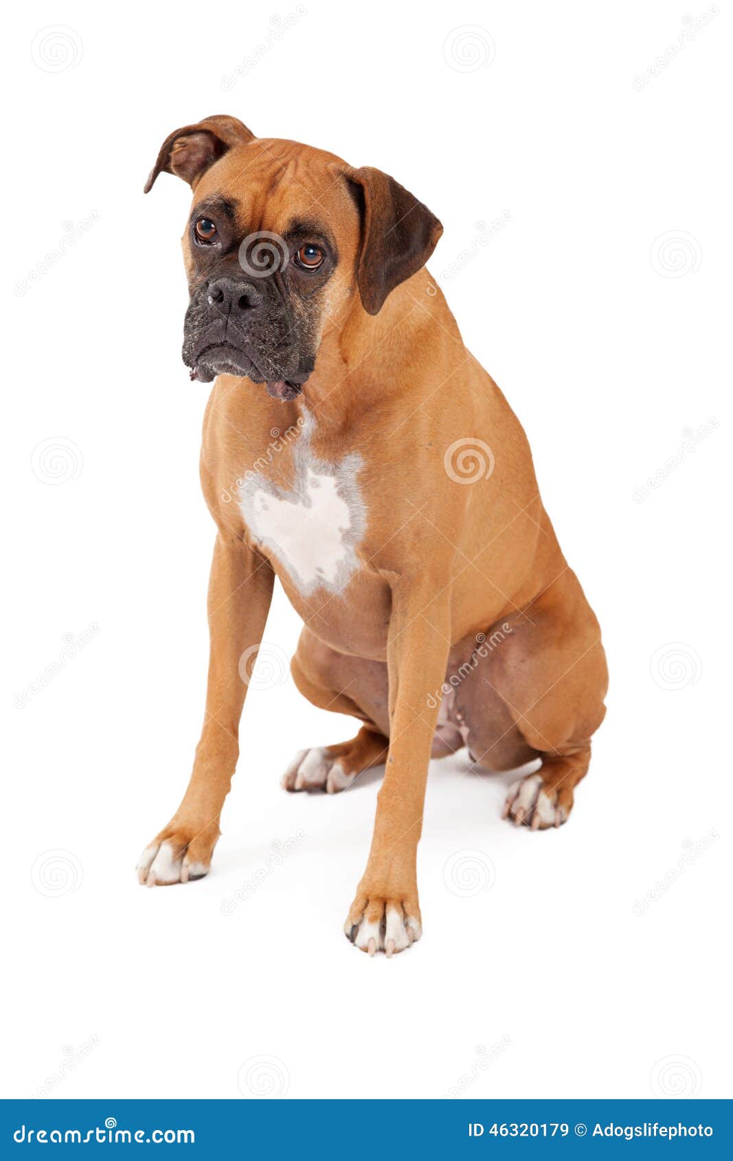 Sad Looking Boxer Dog Sitting Stock Image Image of space, obedient