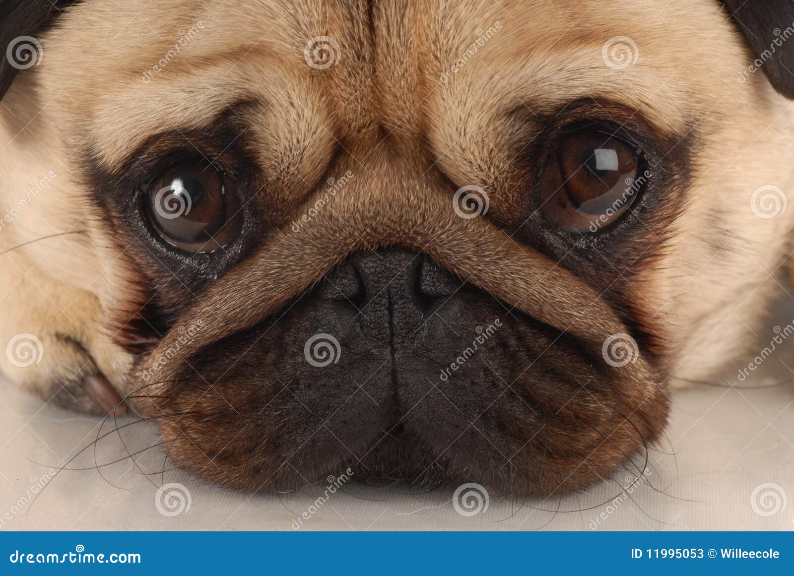 Sad looking dog stock image. Image of breed, domestic 11995053
