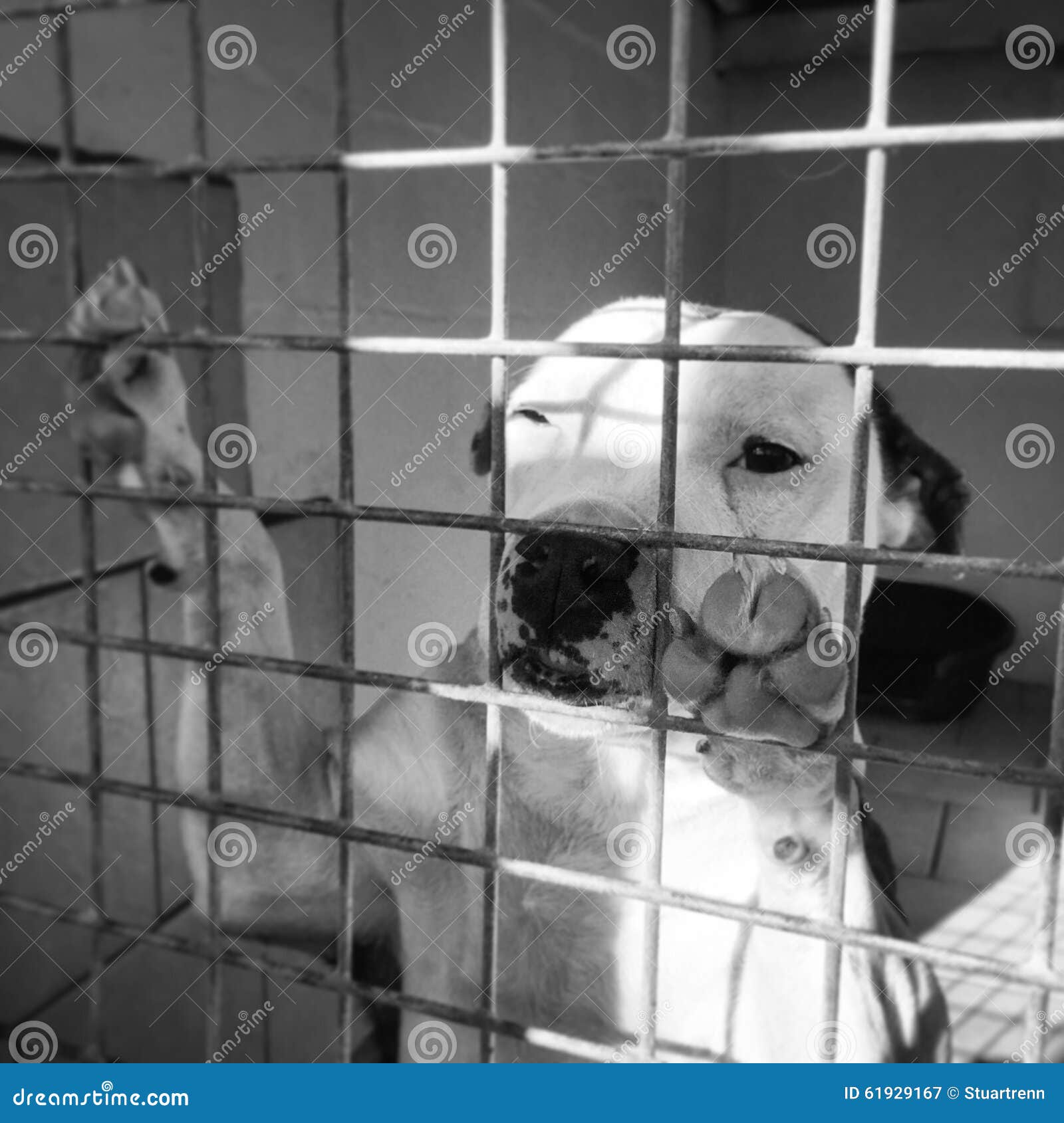 Sad Looking Dog in a Kennel at an Animal Rescue Shelter Stock Image ...