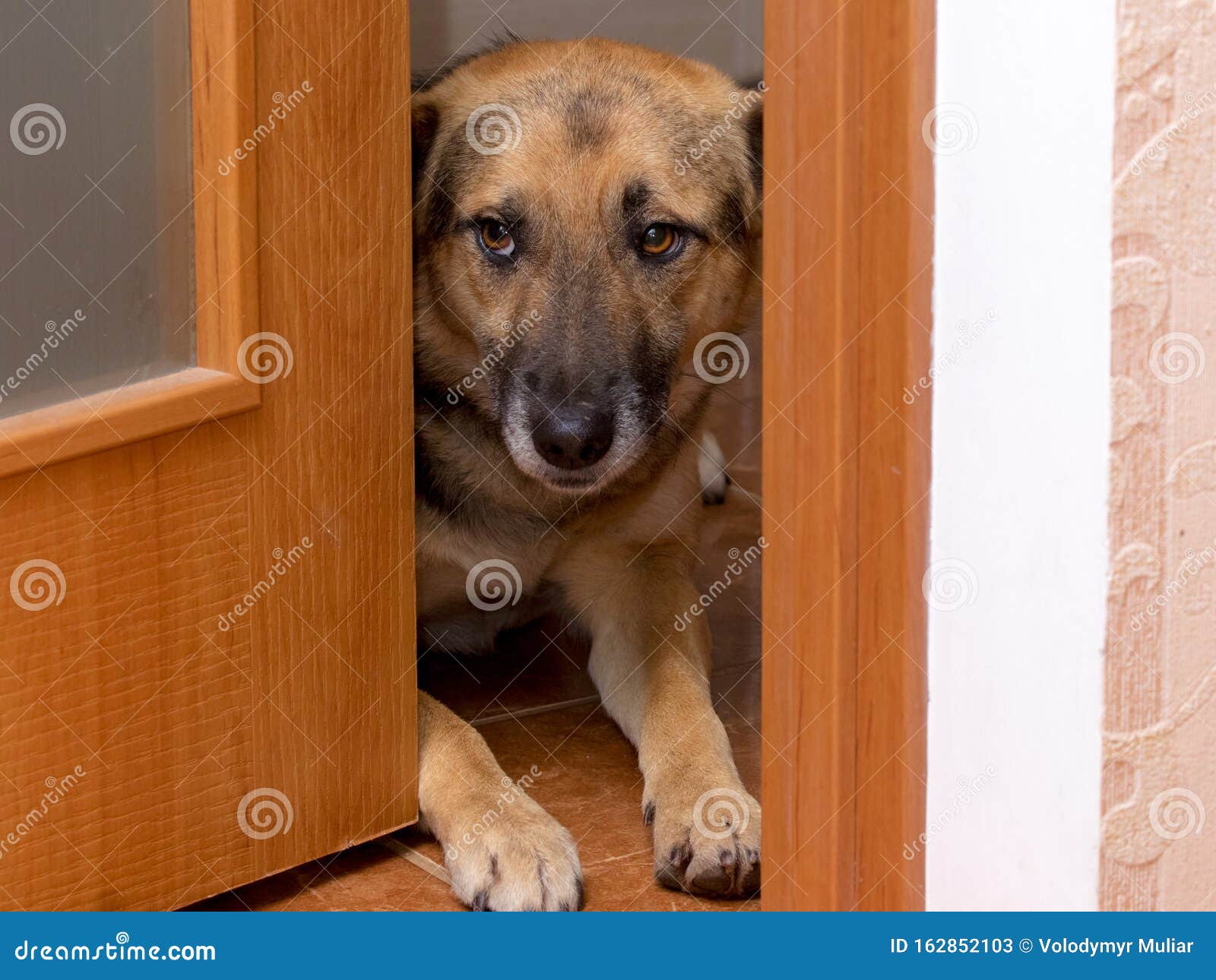 A Sad-looking Dog Peers through the Open Door into the Master`s Room_ Stock  Image - Image of background, animal: 162852103