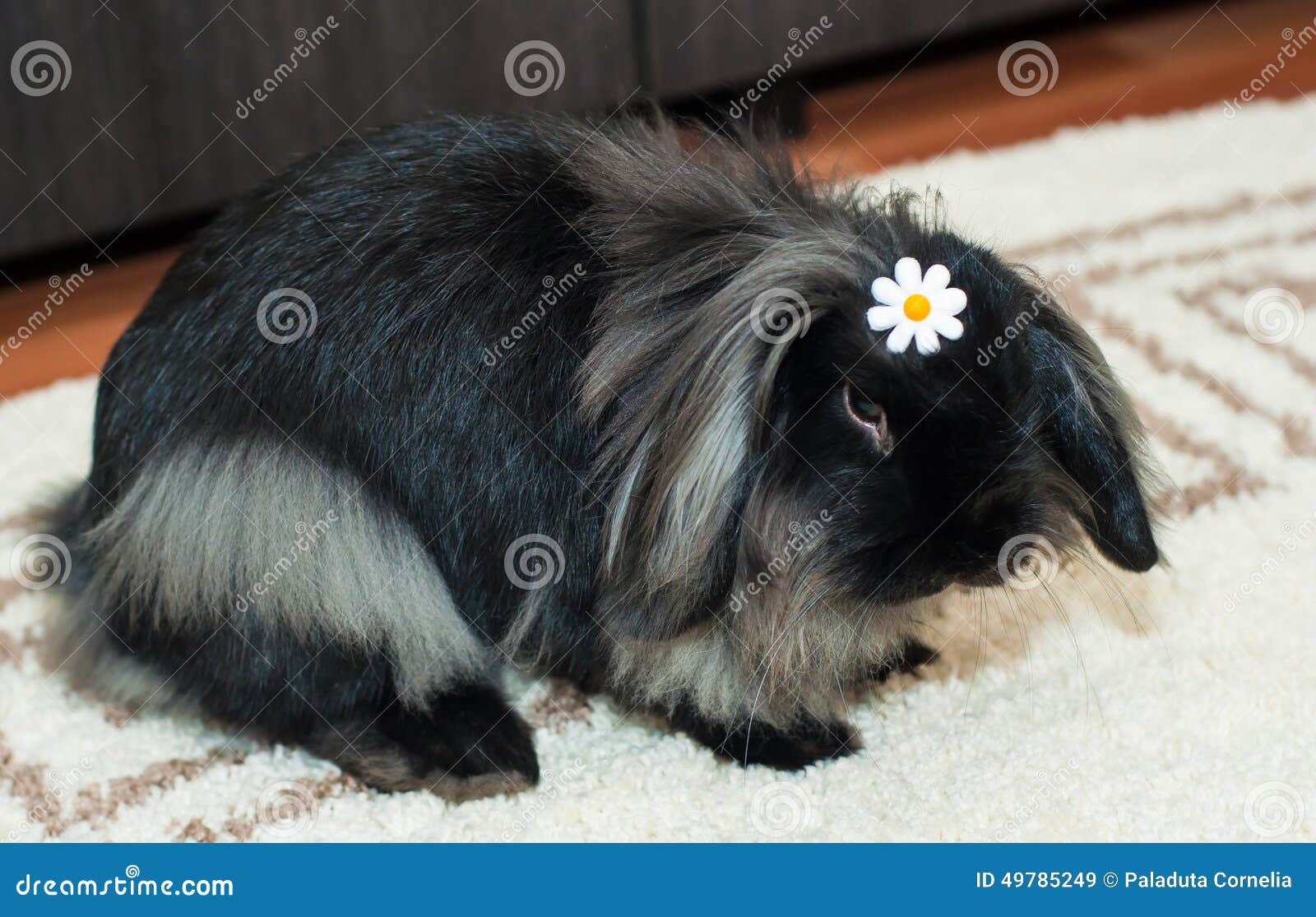 Sad-looking rabbit. Angora black rabbit with a sad look.