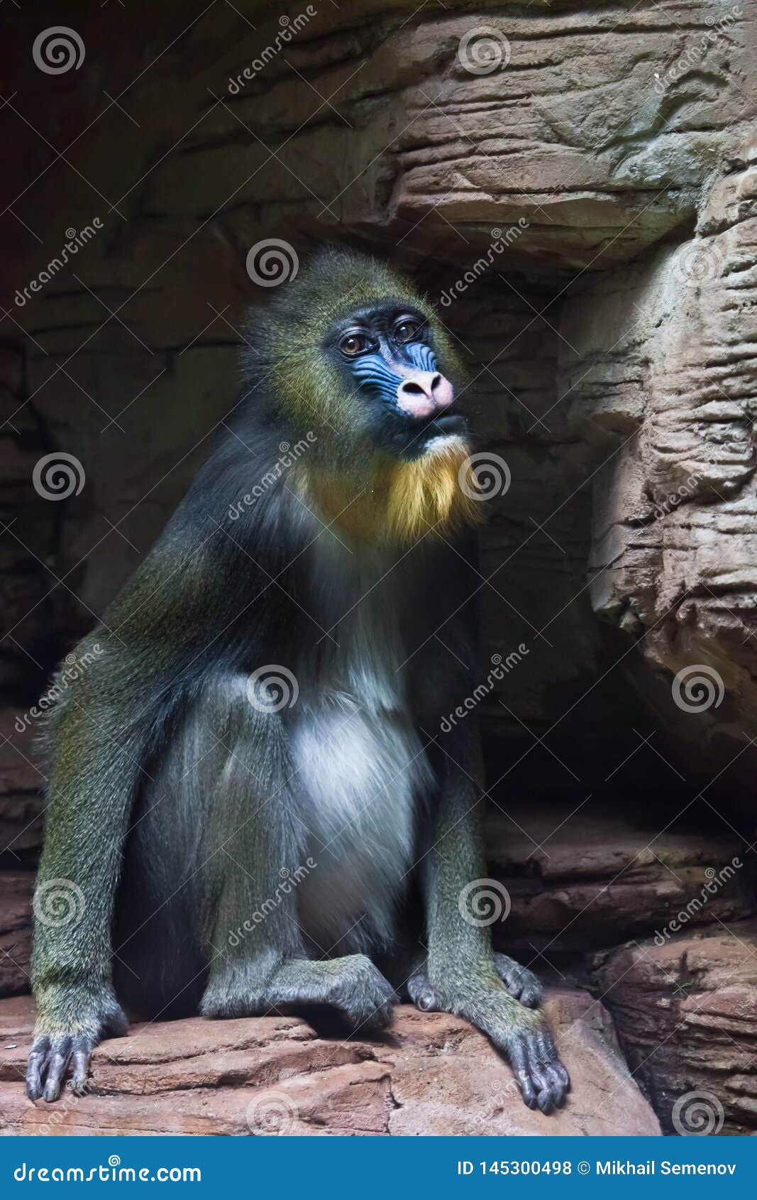 Sad Mandrill Monkey Rafiki on a Dark Background and Rocks Stones Stock