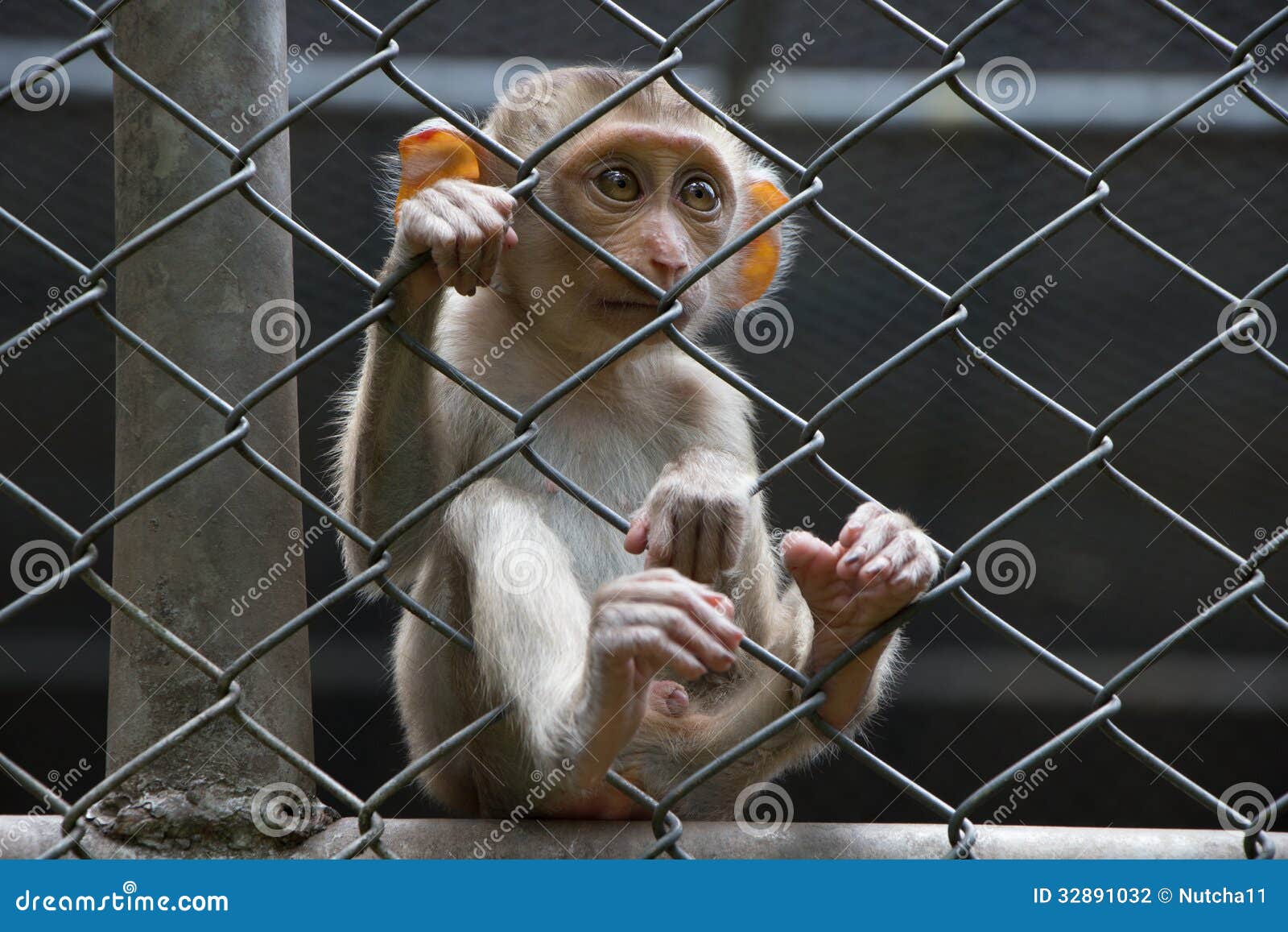 Sad monkey in cage stock photo. Image of captivity, animals 32891032