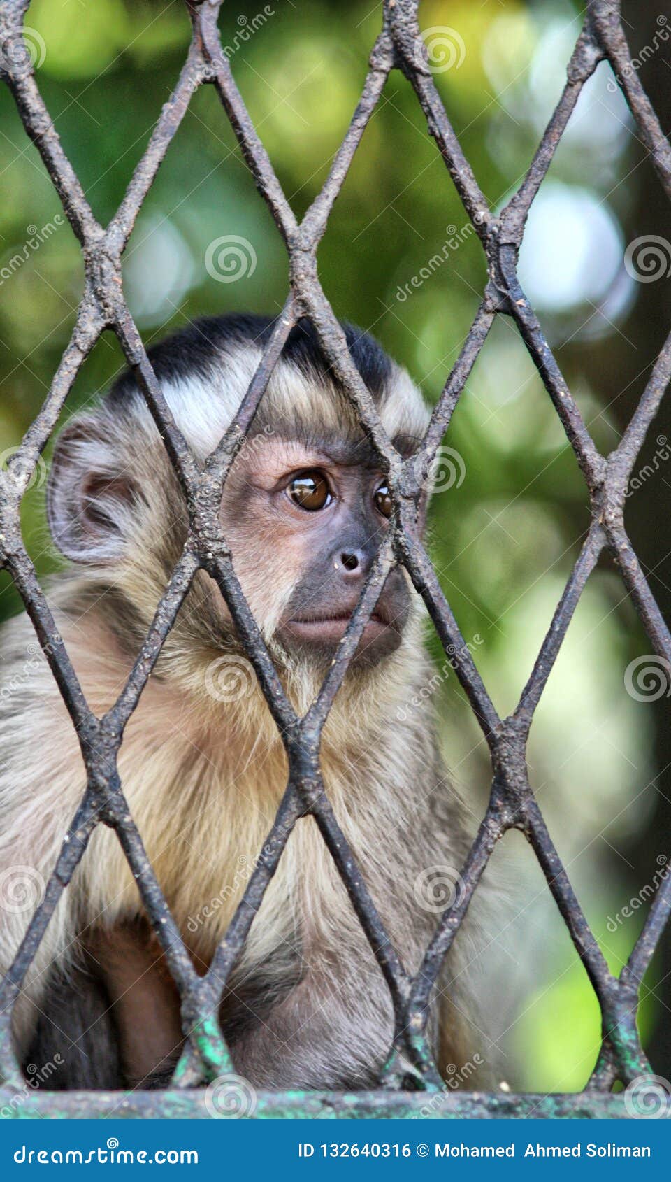 Sad Monkey in cage stock photo. Image of lockup, animal 132640316
