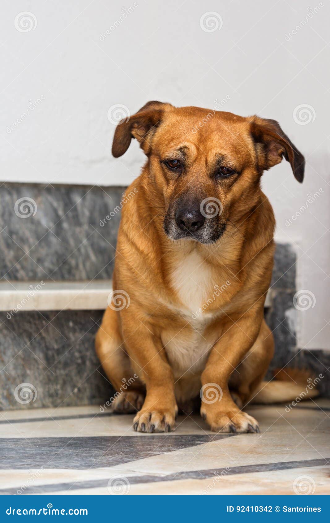 Sad old dog stock photo. Image of portrait, domestic - 92410342