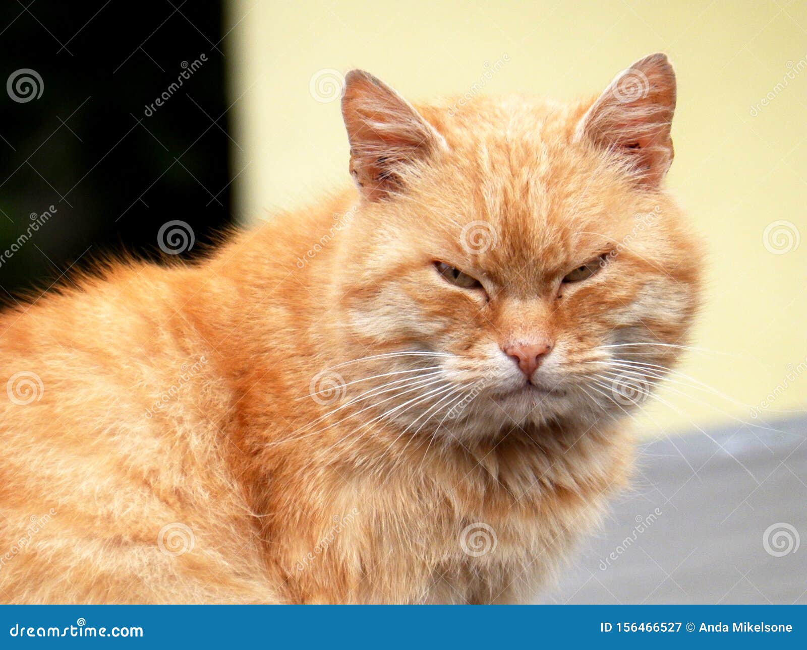 Sad Portrait of a Fat, Orange Cat Stock Image Image of silhouette