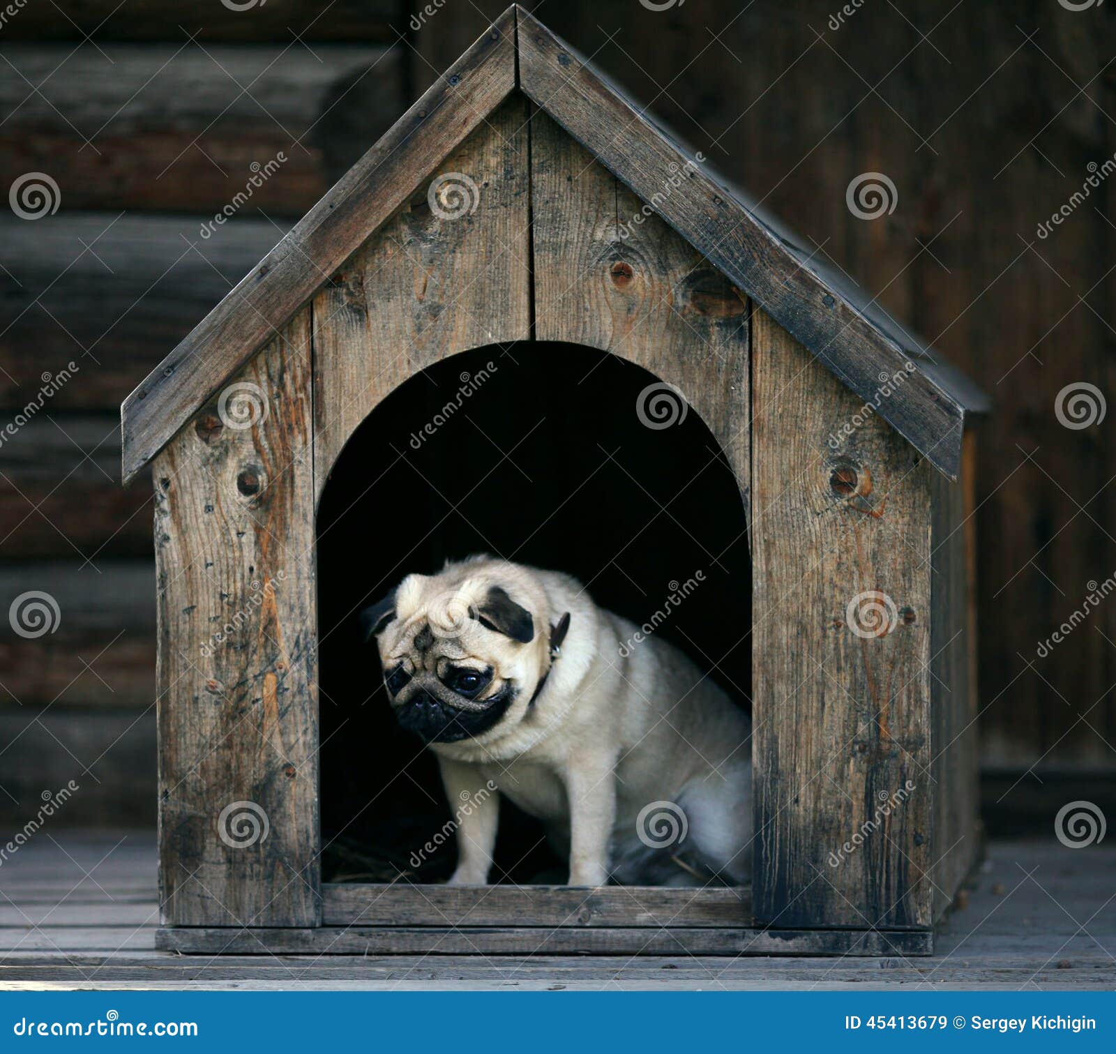 sad-pug-dog-dog-house-funny-45413679.jpg