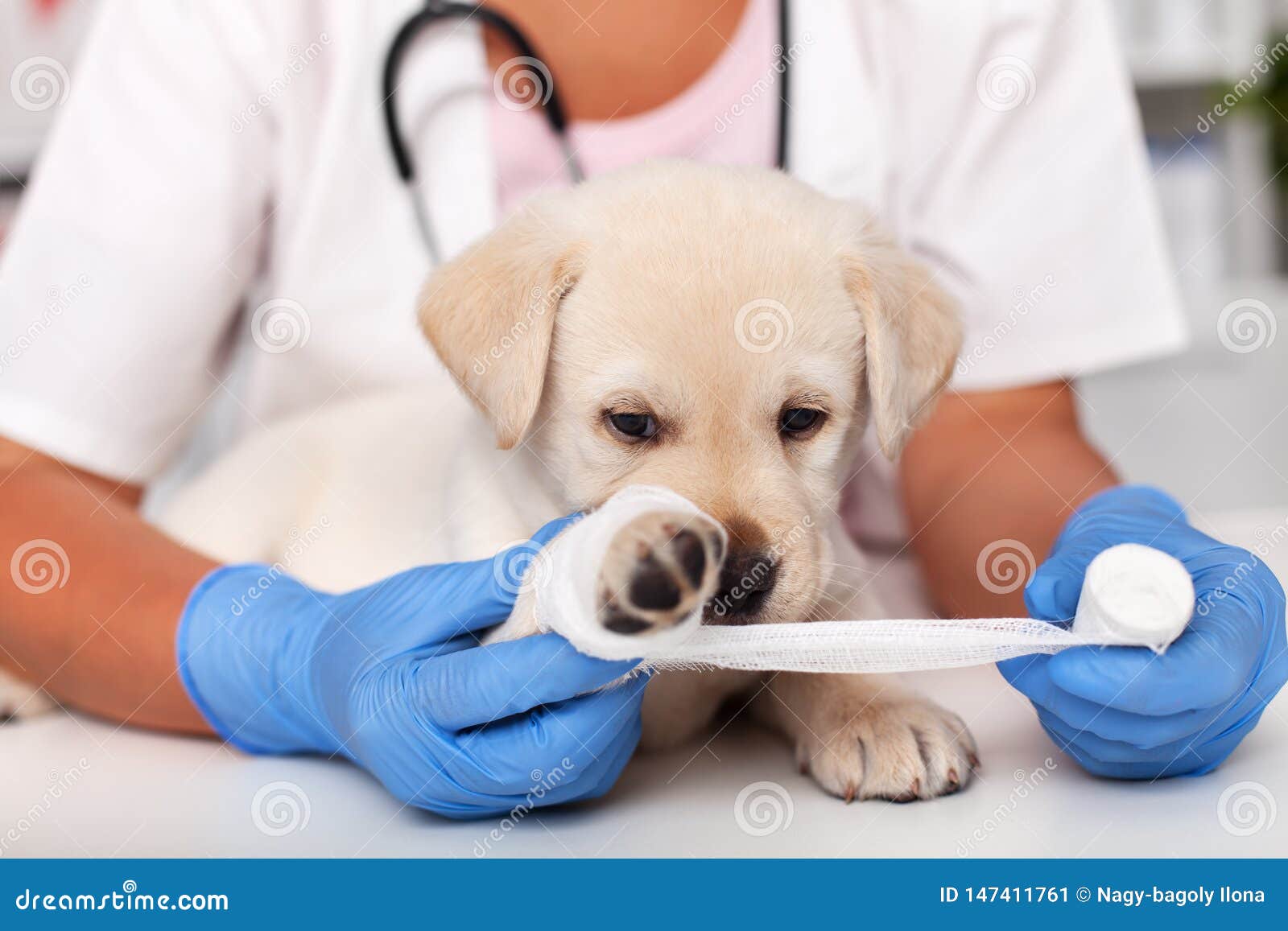 Почему собака хромает. Терапия животных. Ветеринарная клиника.