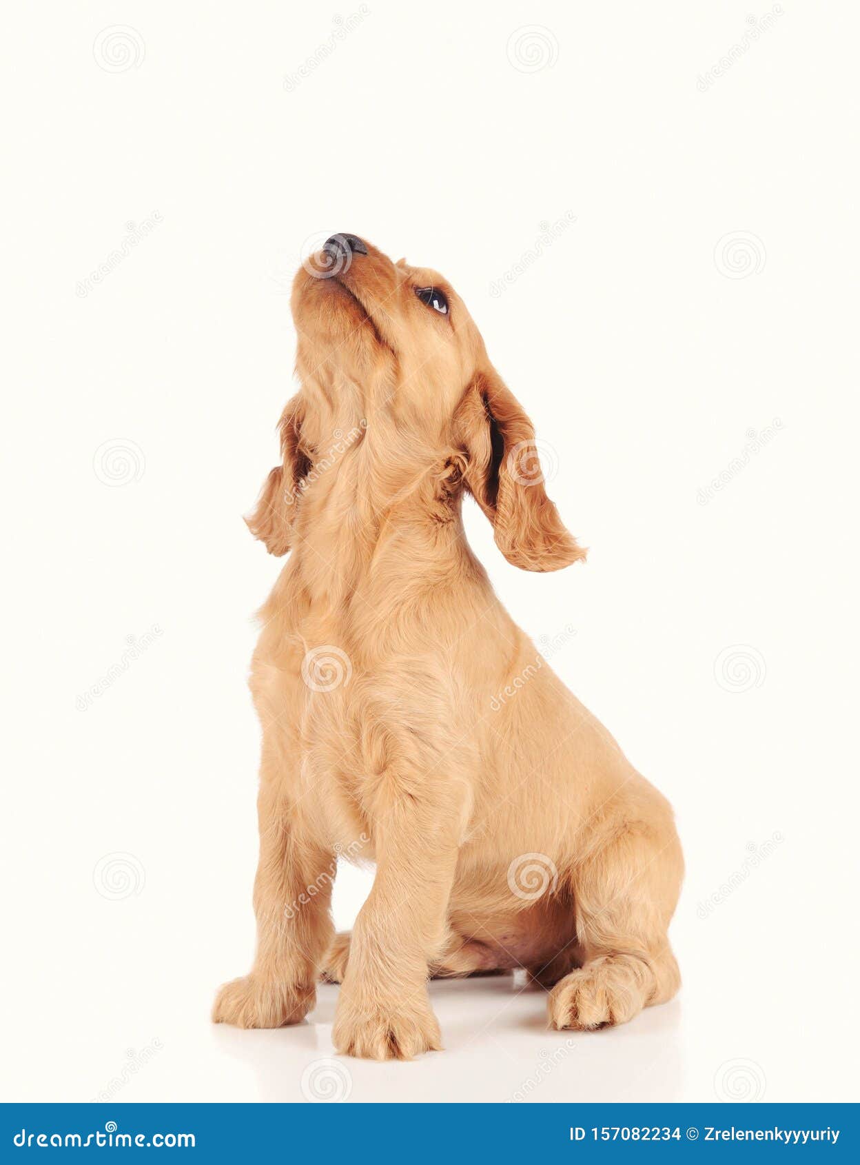 Sad Puppy Dog On The White Background Stock Photo Image Sad Puppy Dog On The White Background Stock Photo Image