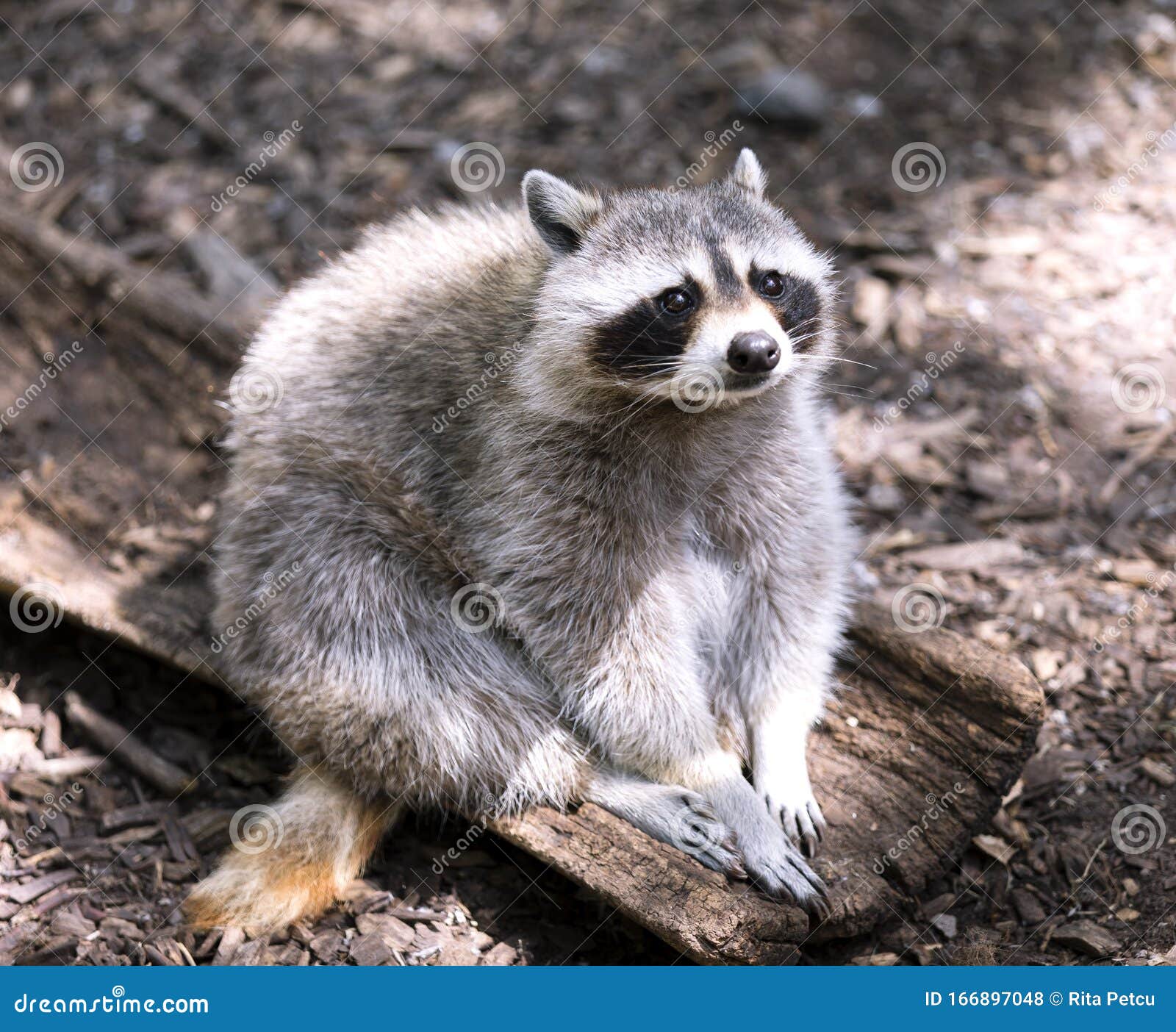 Sad Raccoon stock photo. Image of head, face, beggar 166897048