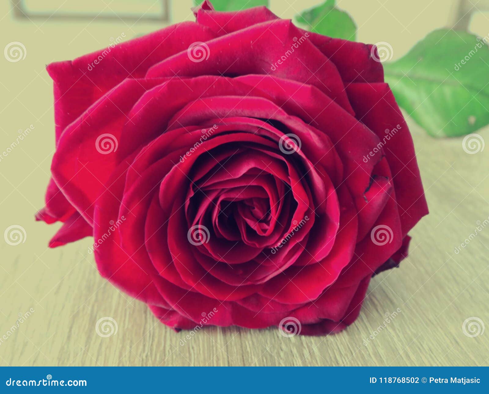 Sad Red Rose Flower Close Up Stock Photo - Image of wooden, close ...