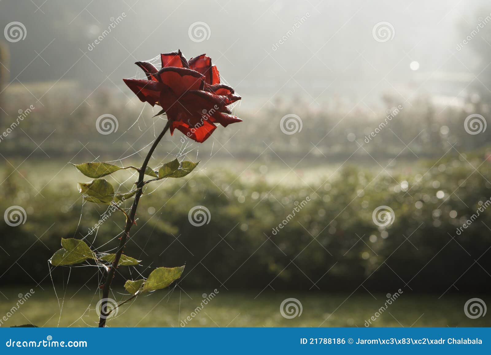 Sad Rose Stock Photo Image Of Decline Depression Gloomy 21788186