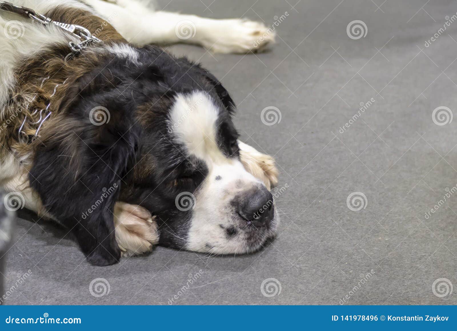 dog with copy space dog with copy space