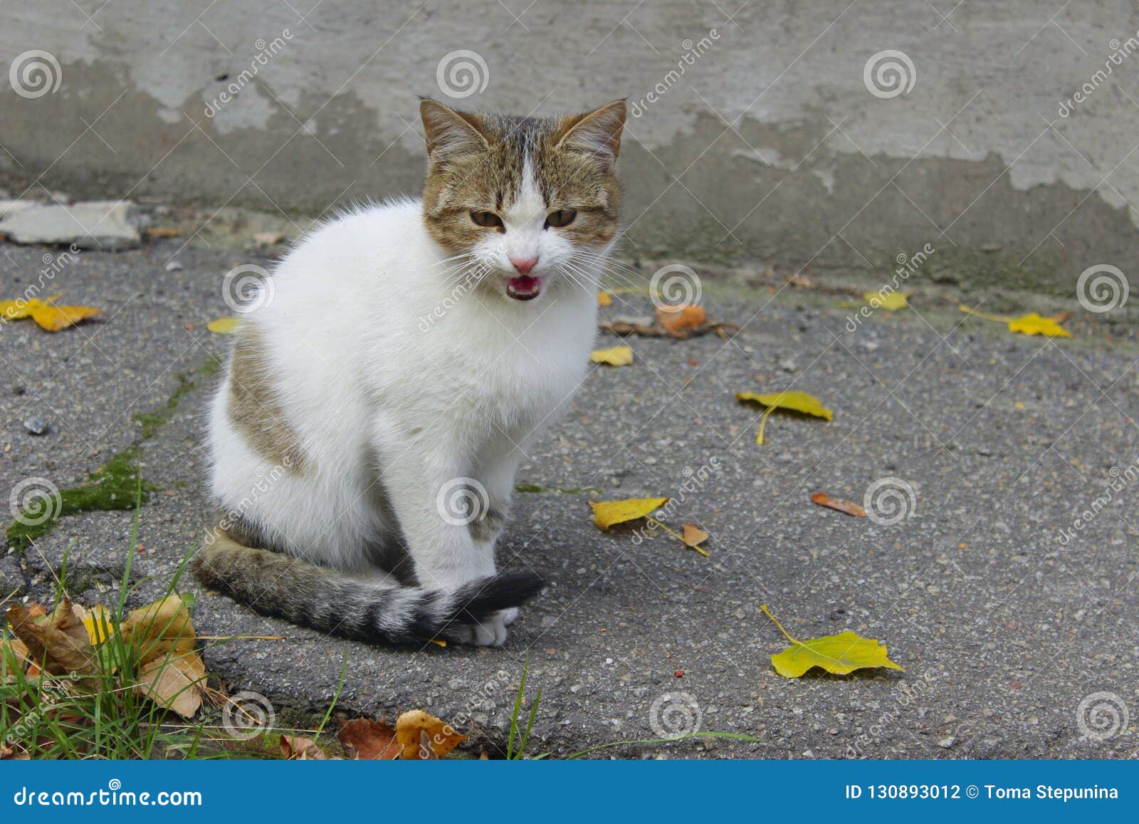 Sad Stray Cat. Cute Cat on the Road Stock Photo - Image of pets, concept:  130893012