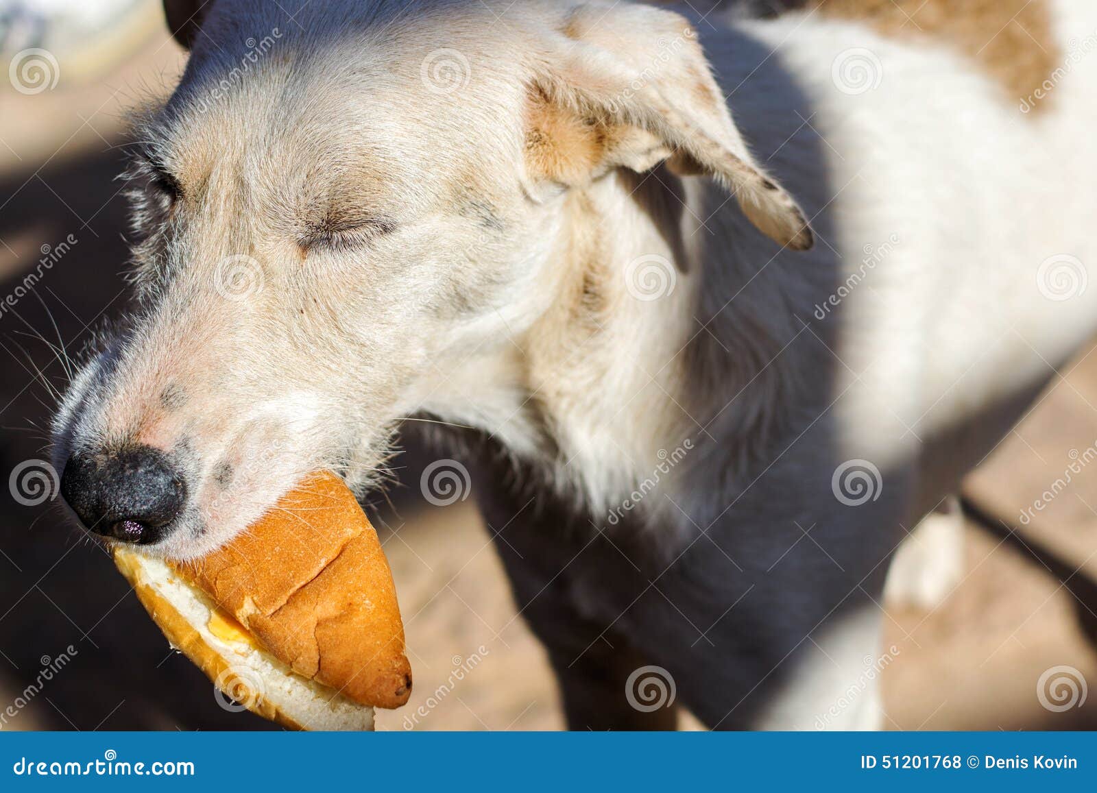 Sad Stray Hungry Dog Eating Bread Stock Photo Image of homeless, lost