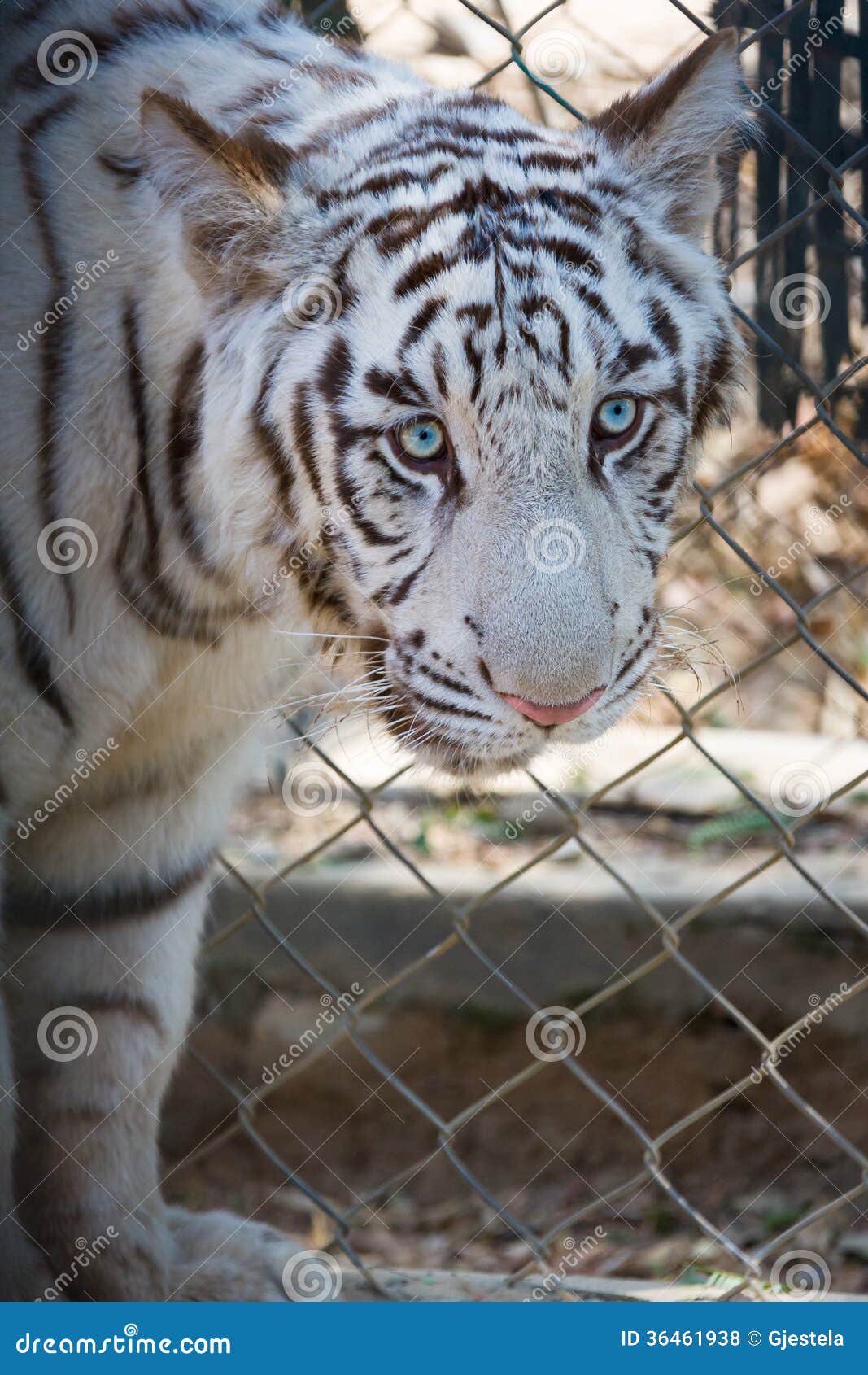 Sad tiger stock photo. Image of bengal, mammal, beast - 36461938