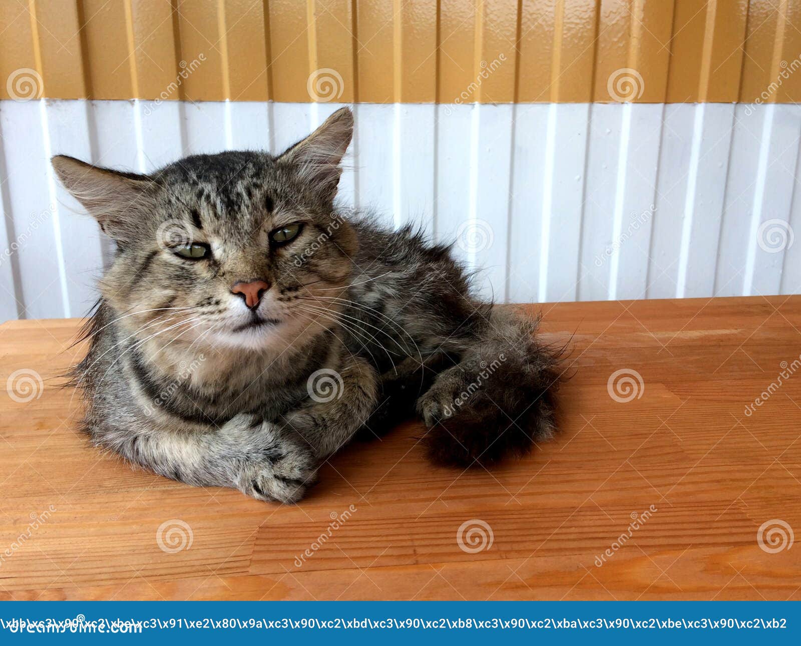 Sad Tired Gray Cat Sitting On A Wooden Bench Stock Image Image of
