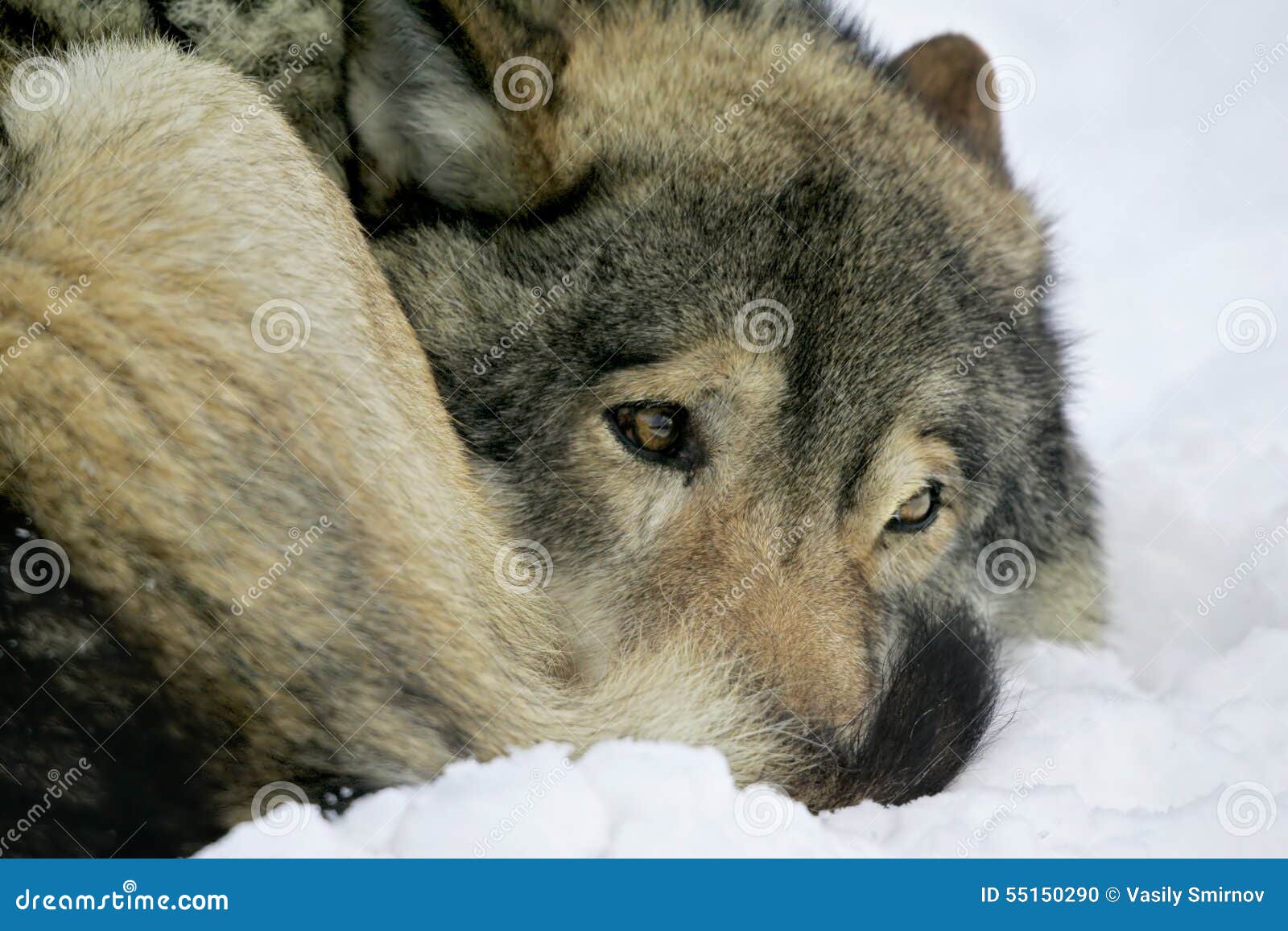 Introducir 37+ imagen fotos lobos tristes