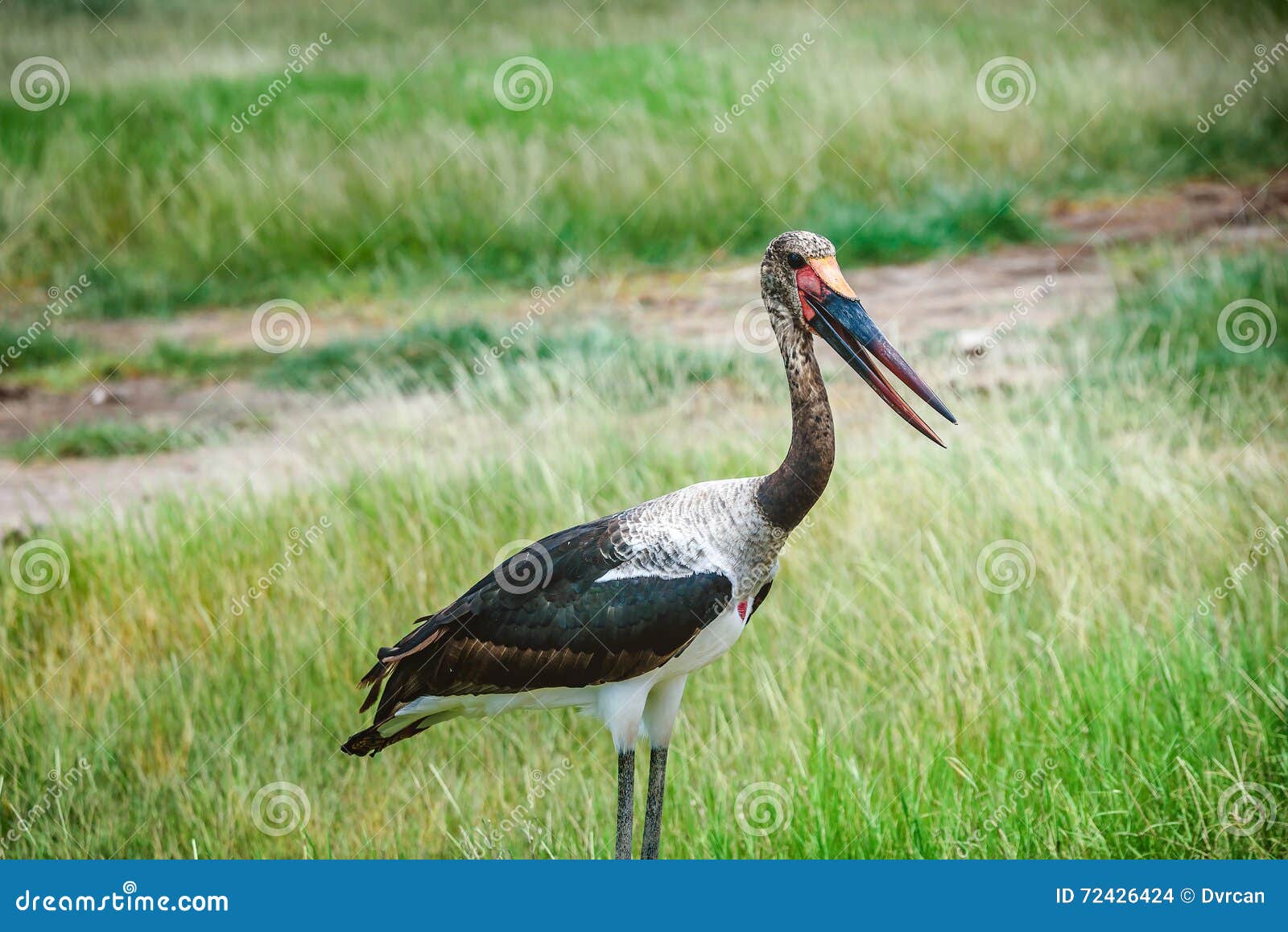 saddle- billed stork bird in kenya, africa