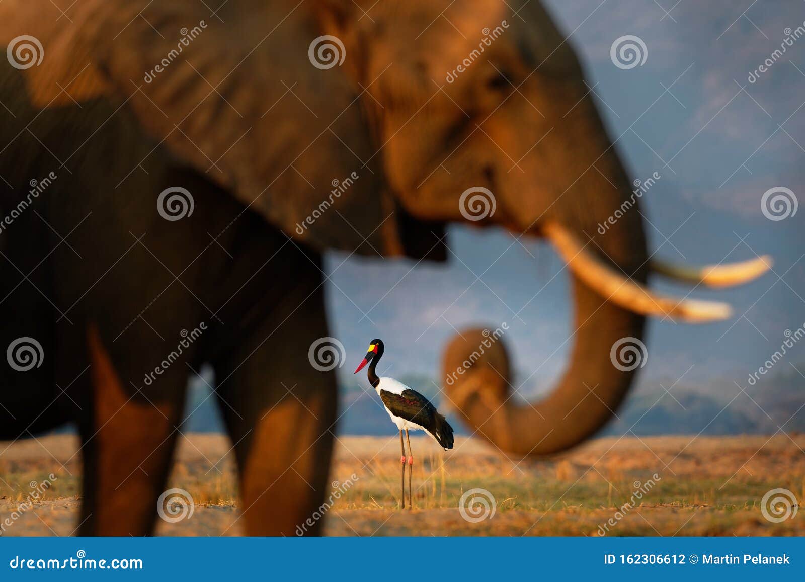 saddle-billed stork - ephippiorhynchus senegalensis  or saddlebill is a wading bird in the stork family, ciconiidae. black and