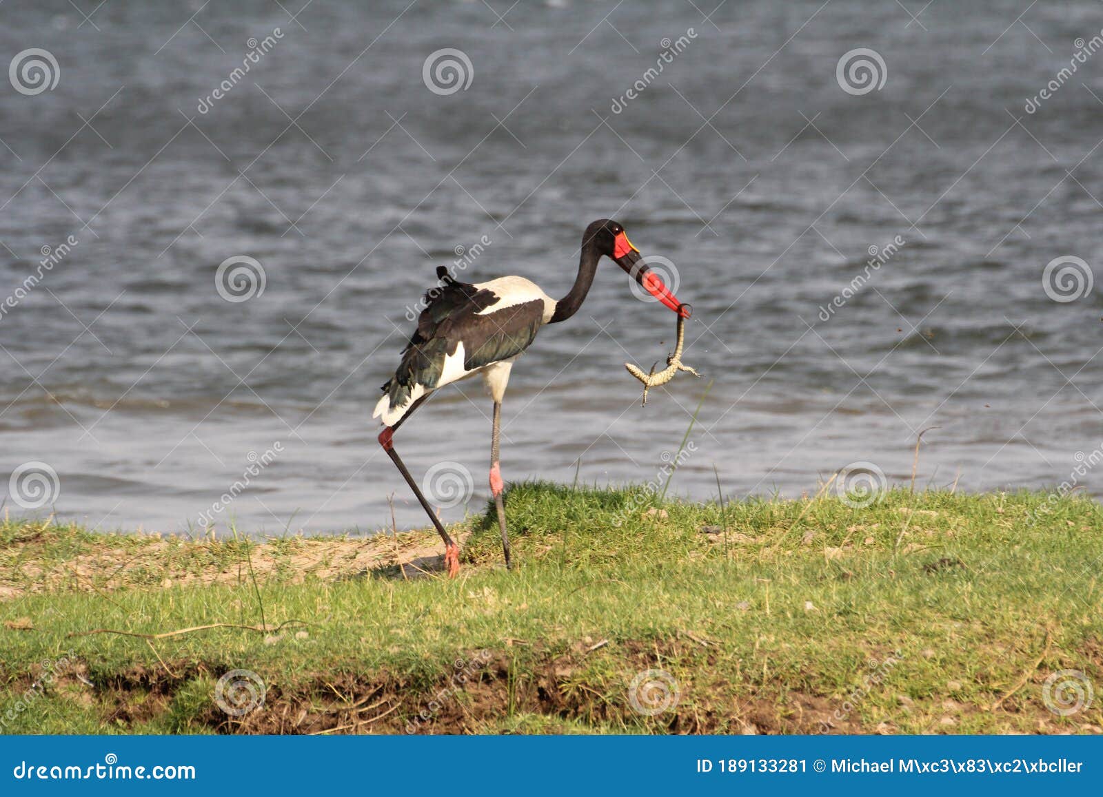 saddle-billed stork with reptil in his bill. ephippiorhynchus senegalensis