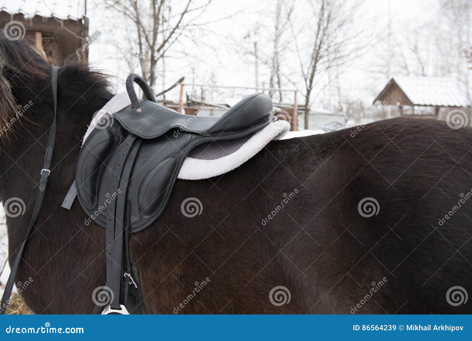 Saddle with Stirrups on a Back of a Horse Stock Image Image of