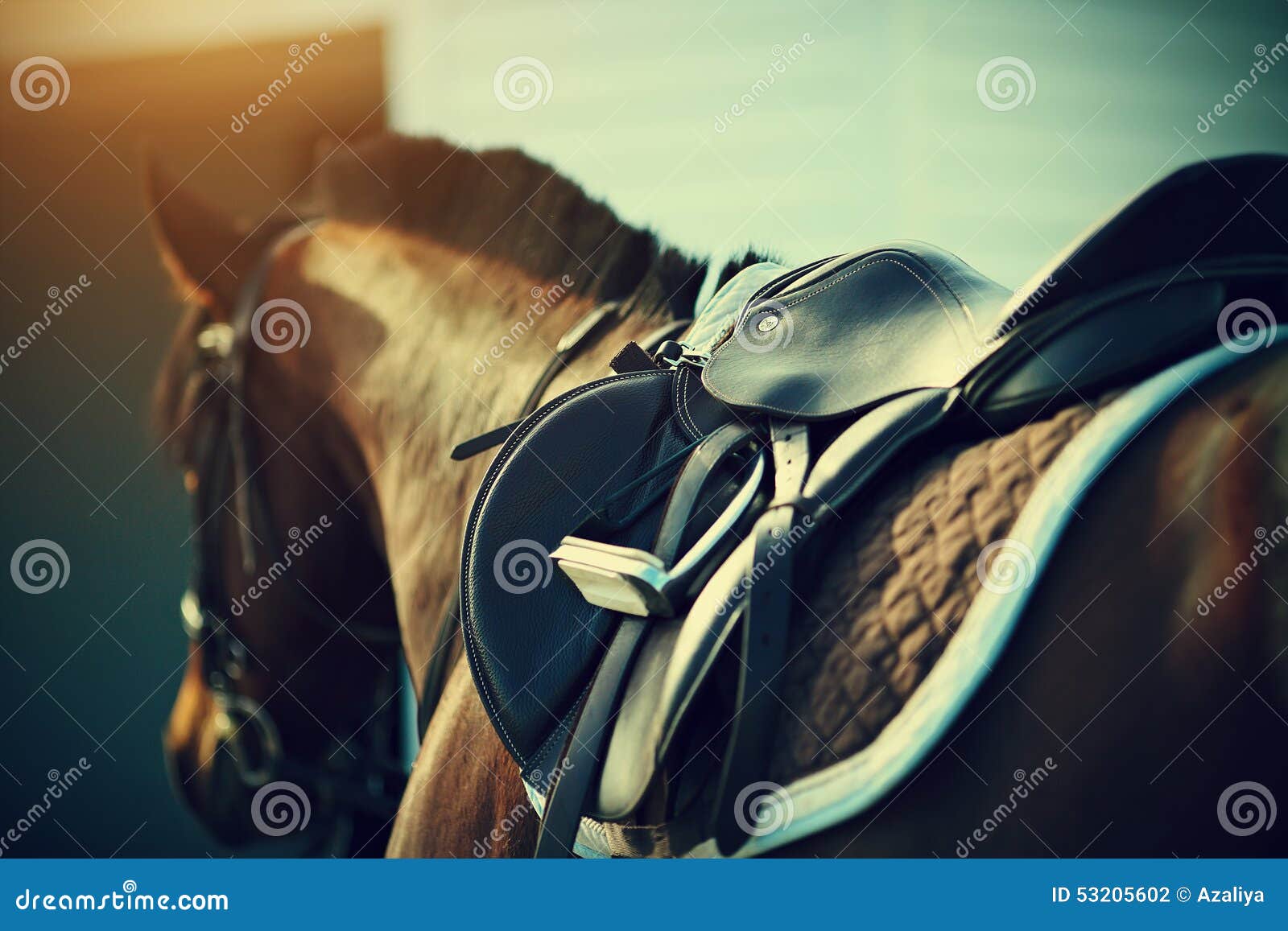 Saddle with Stirrups on a Back of a Horse Stock Photo Image of derby