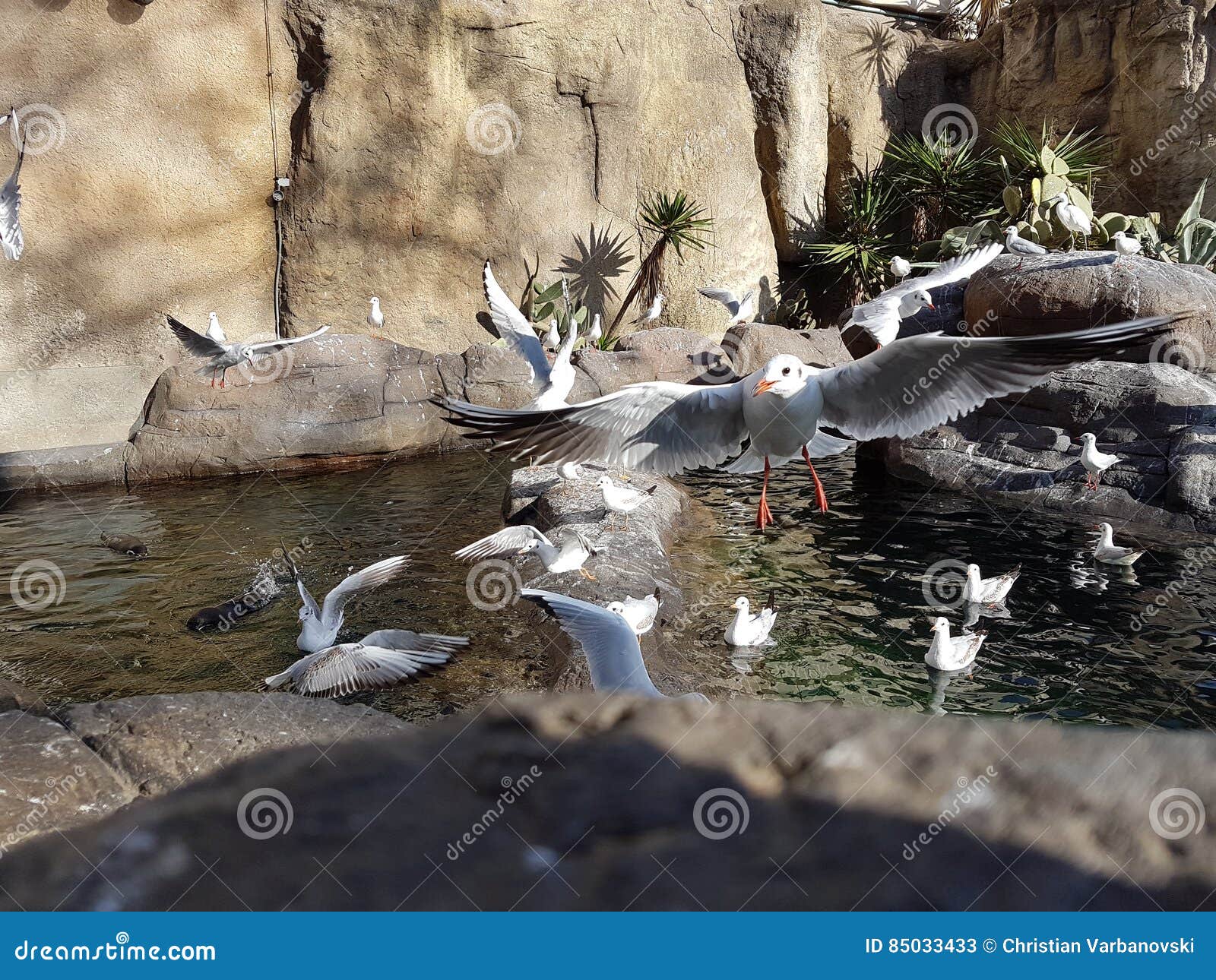 Saddleback in flight stock image. Image of saddleback - 85033433