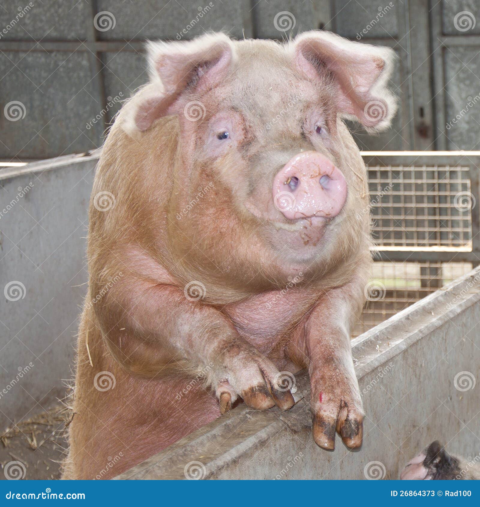 Saddleback pig stock image. Image of breed, oink, mouth - 26864373