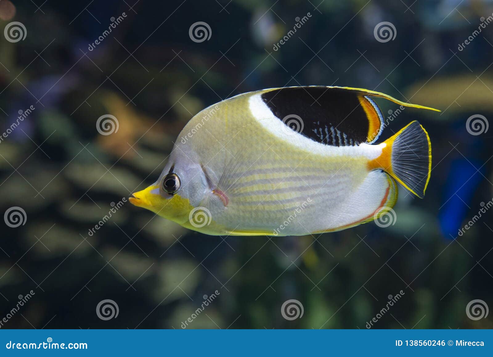 a saddled butterflyfish, chaetodon ephippium - coral fish,